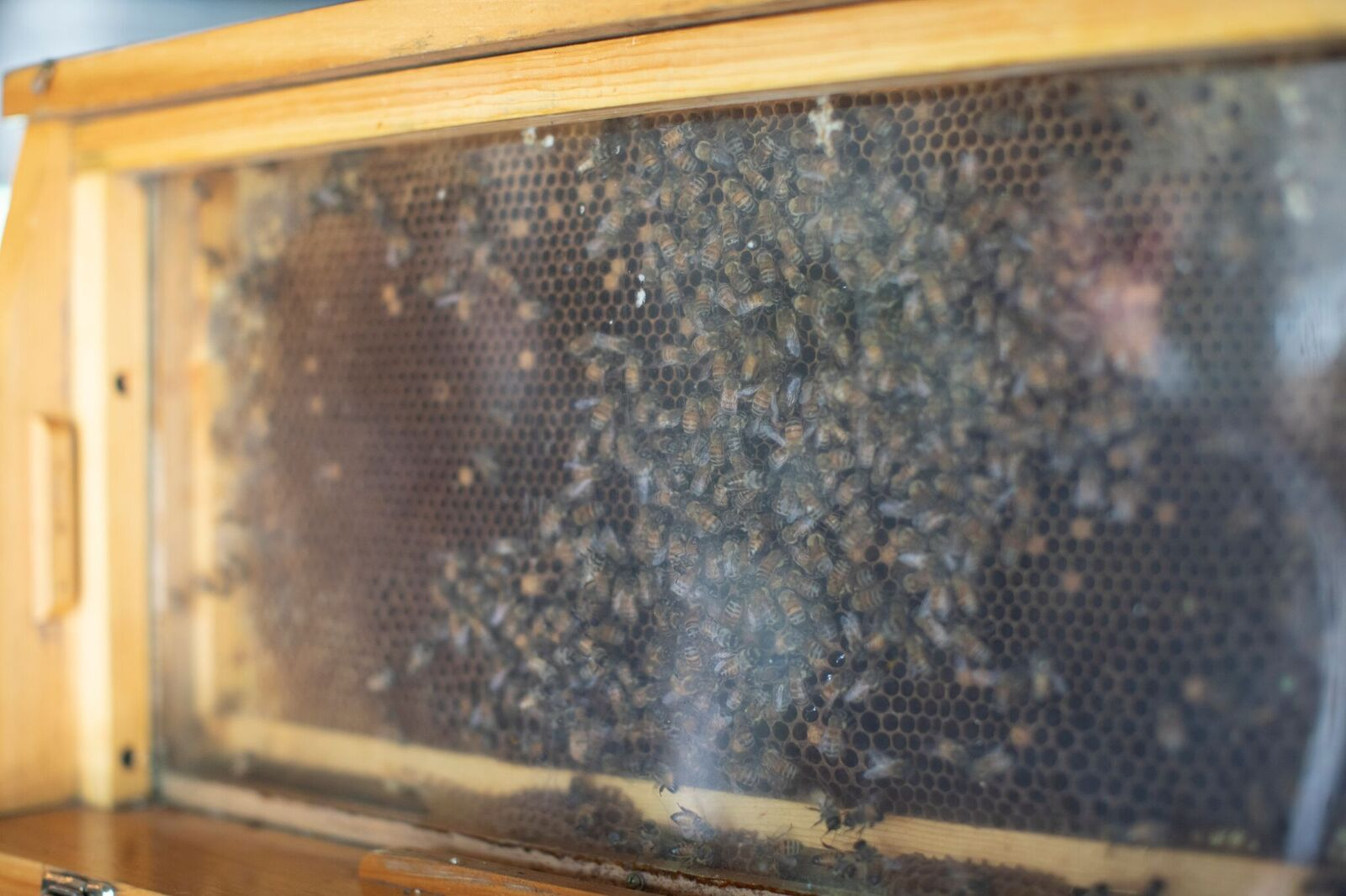 The Atlanta Journal-Constitution: Chef Anne Quatrano on the Importance of Local Bees