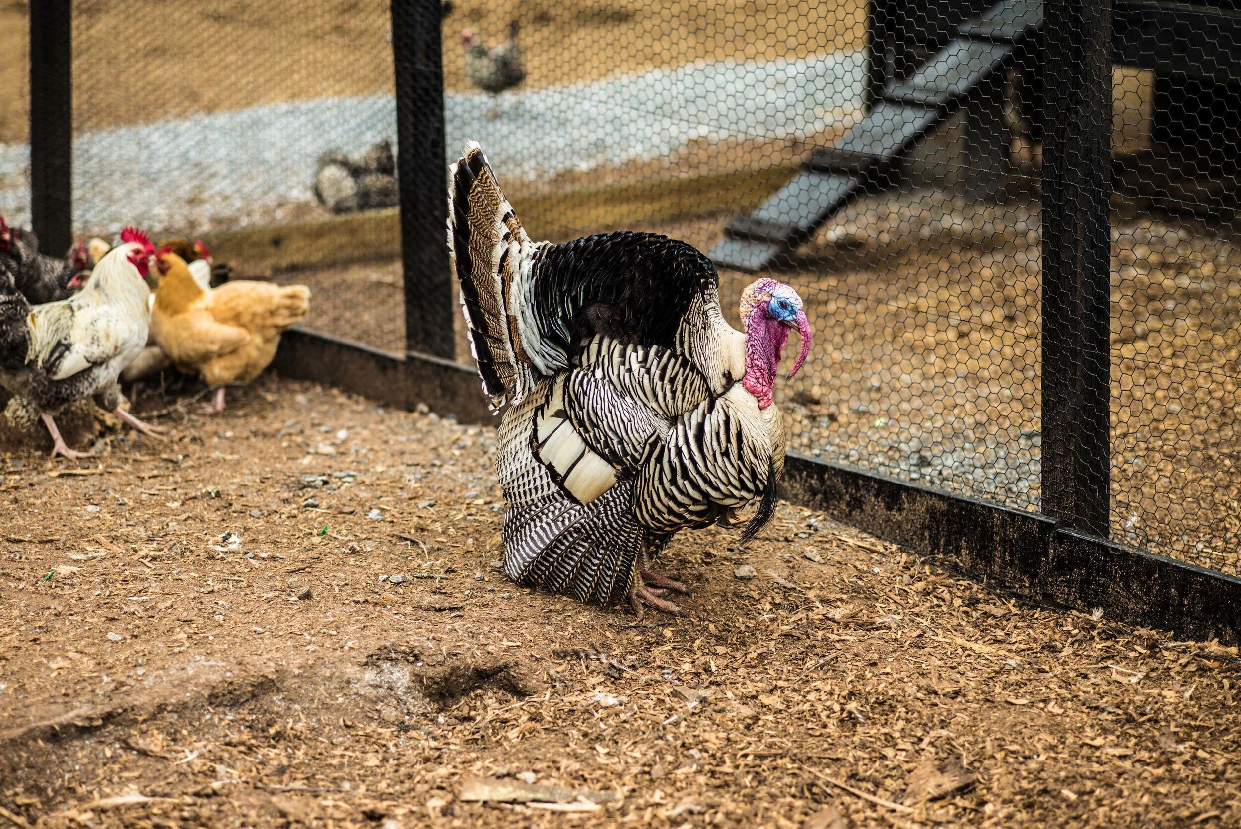 New South Family Supper