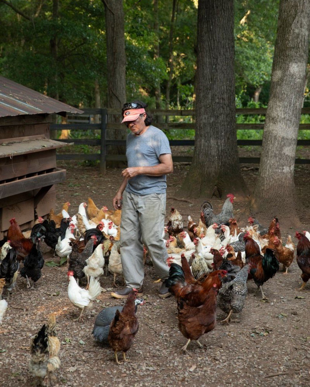 Happy #EarthDay 🌎 Our free-range chickens are just one of the many initiatives that helped us earn a MICHELIN Green Star! Summerland Farm currently has over 200, giving us around the same number of eggs daily. In addition to eating bugs on the farm,
