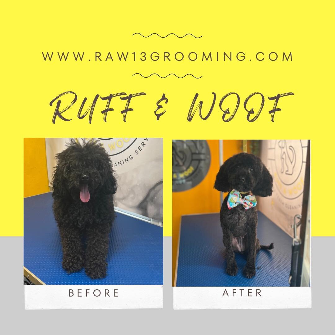 🐾..💛Adorable Bella&rsquo;s  Pamper Session💛..🐾

Sweet girl Bella had a good pamper session to help maintain her growing coat, 

If your looking for a 1-2-1 groomer who runs a small quiet salon then please contact me further..

www.raw13grooming.c