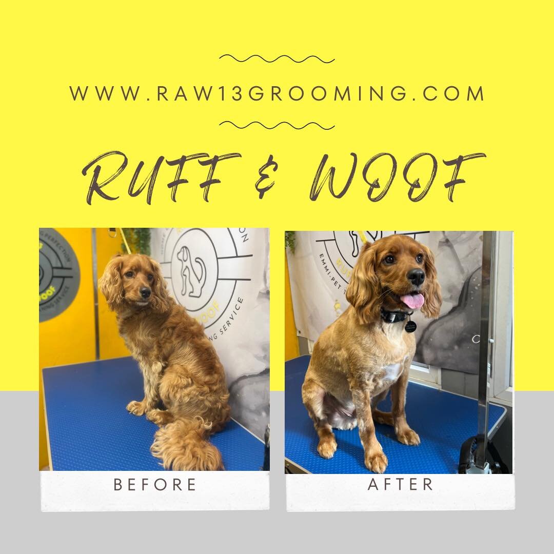 🐾..🖤.Stunning Boy Mac.🖤..🐾

All your beautiful dogs have kept me so busy, i&rsquo;m so far behind with showing them of..but look at this beauty MAC&hellip;

If your looking for a 1-2-1 groomer that put&rsquo;s your dog 1st, that runs a small quie