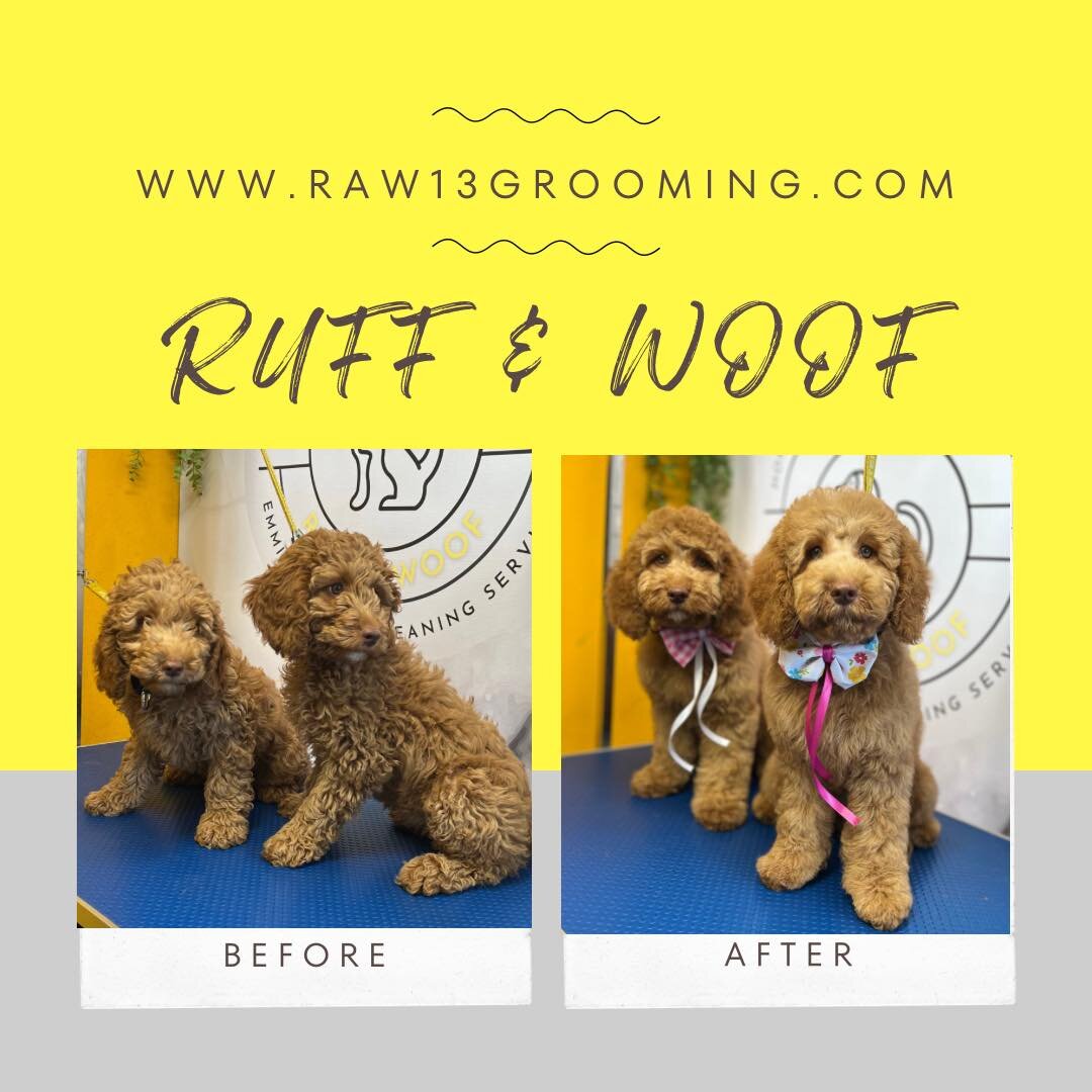 🐾..💛Beautiful Little Pups💛..🐾

Absolutely stunning girls Gladys &amp; Iris came for their 1st puppy grooms..
just look at how adorable these two really are&hellip;

If your looking for a 1-2-1 groomer for your loved one then please get in touch, 