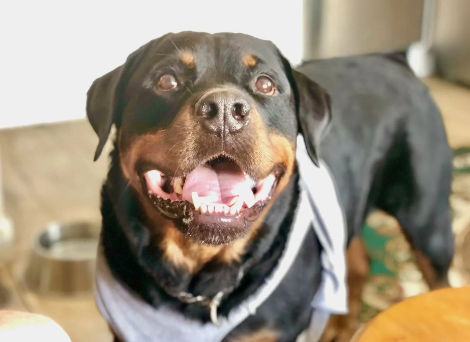 Beefy, the dog who inspired AllFeast