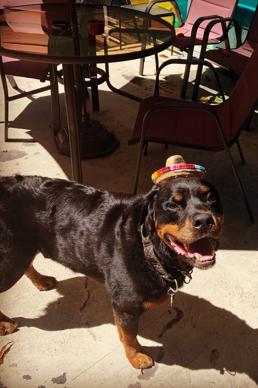 Beefy enjoying a sunny day