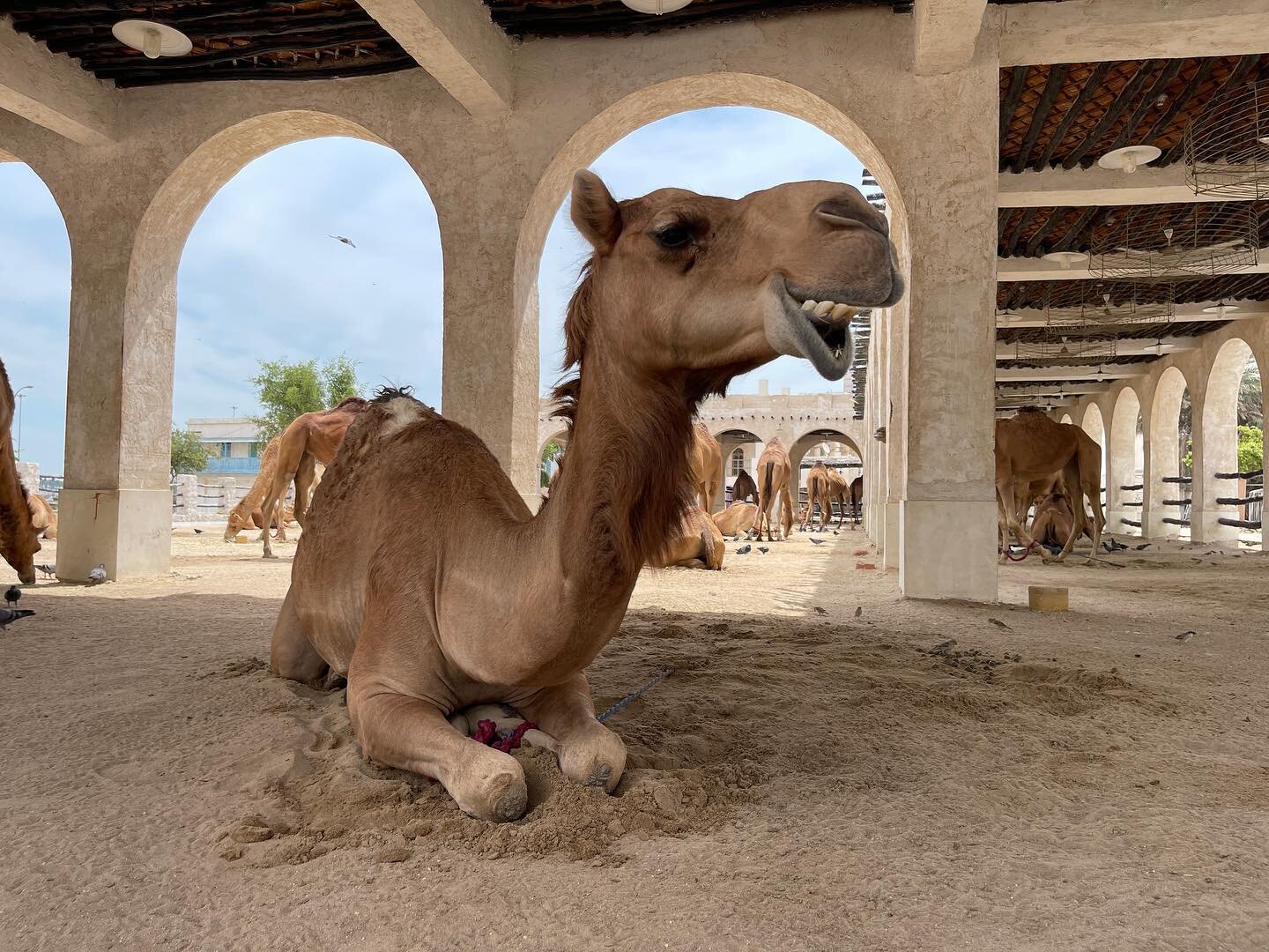 Happy Camel!