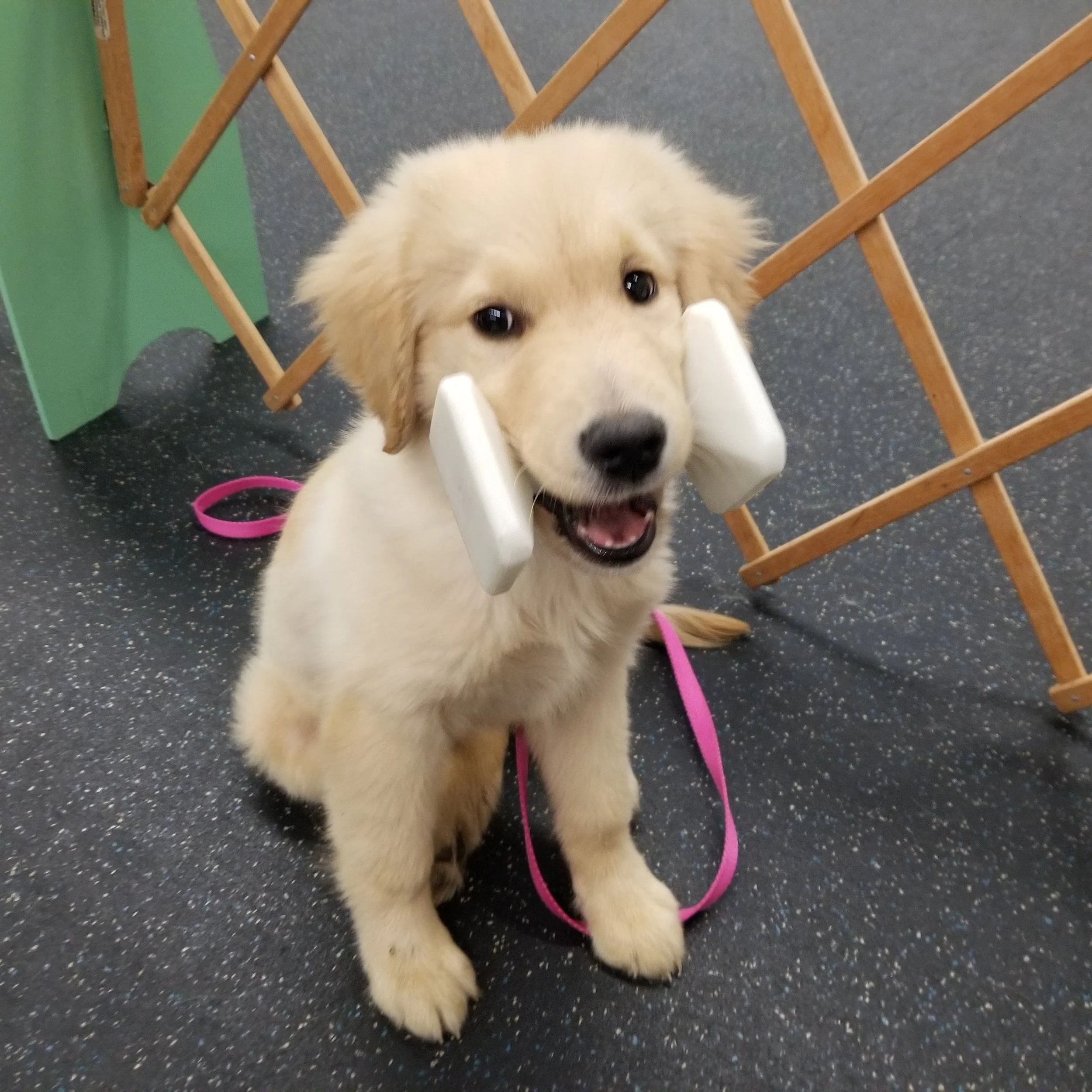 Obedience Match 