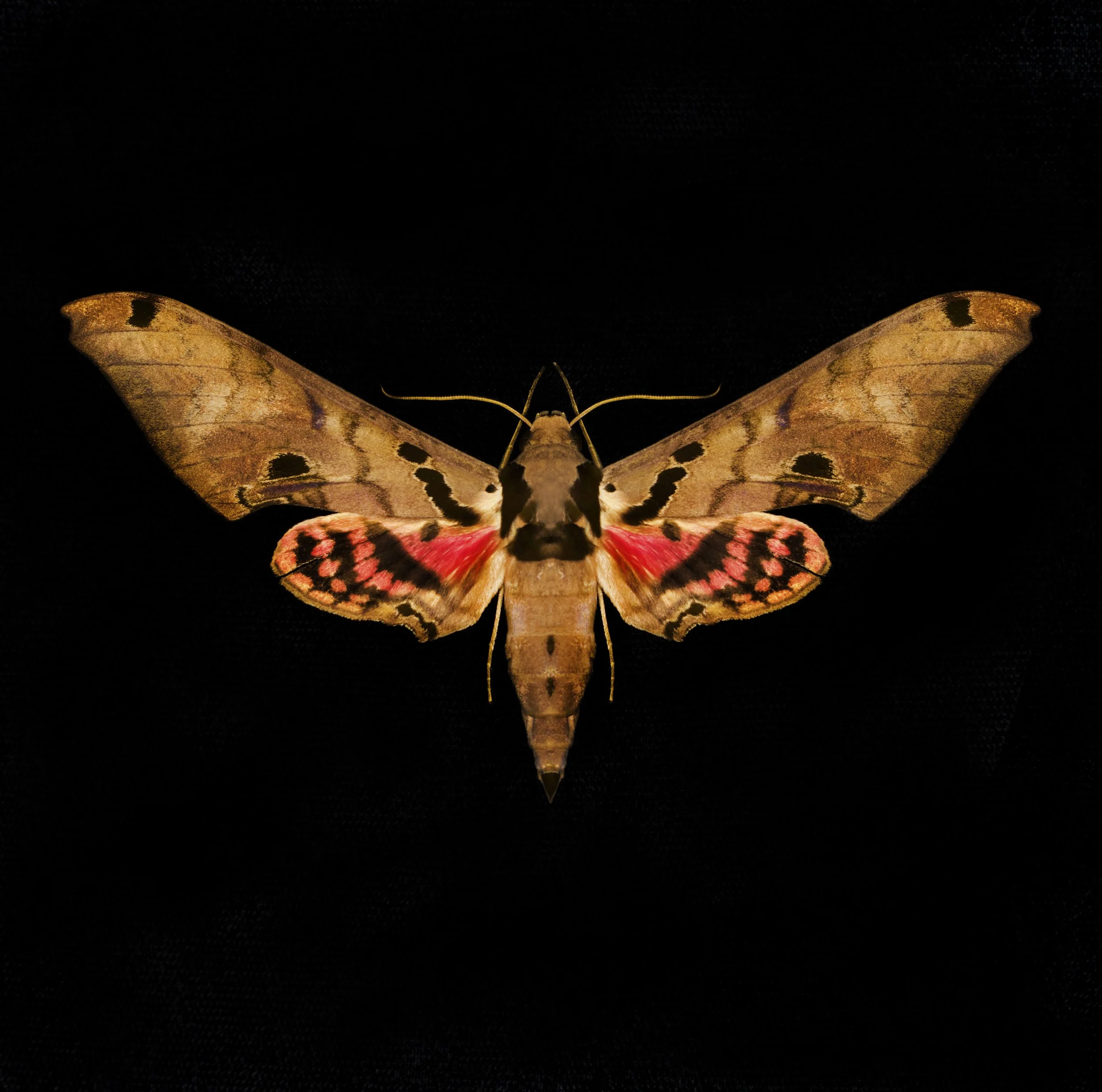 moth13 copy.jpg