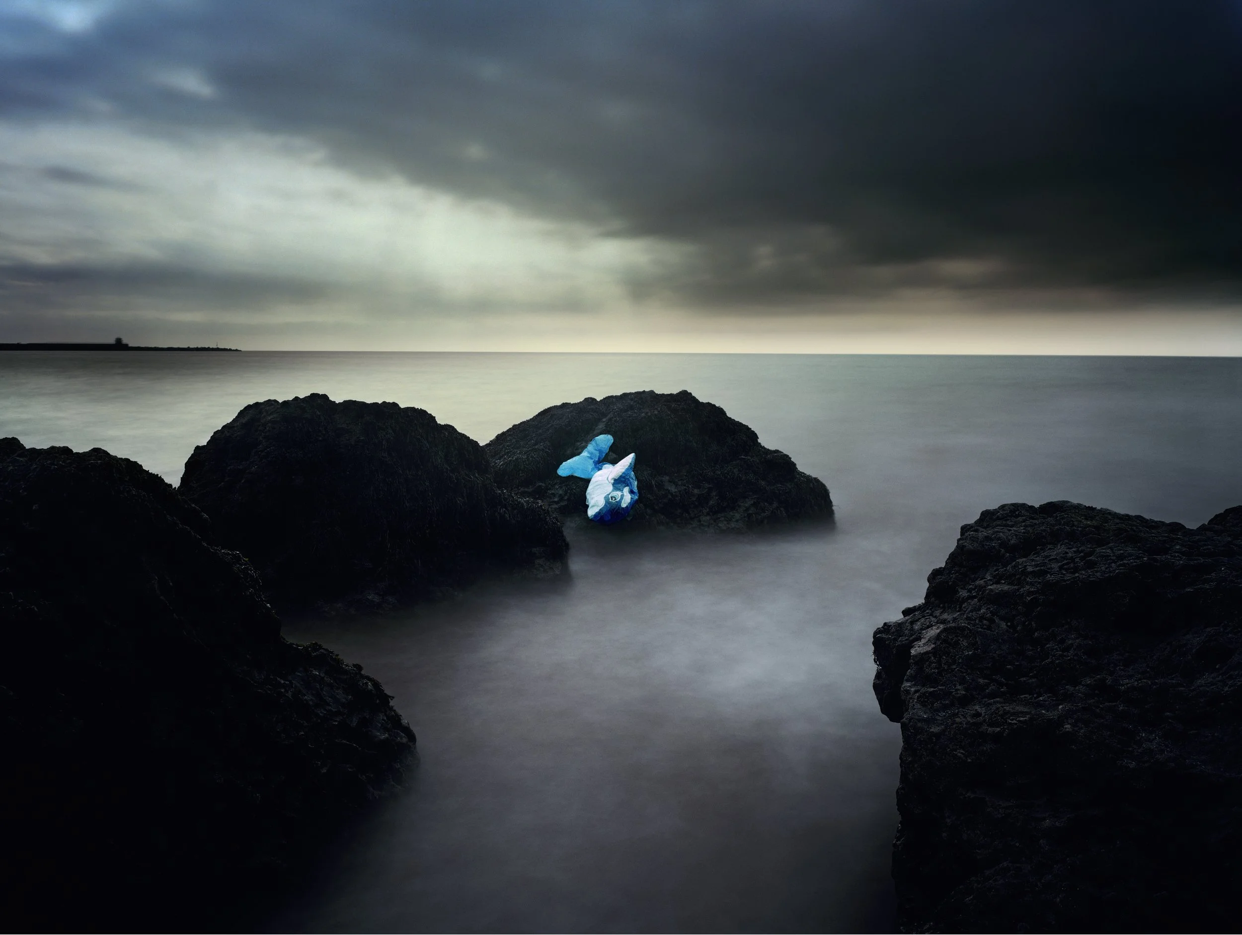 Dolfin