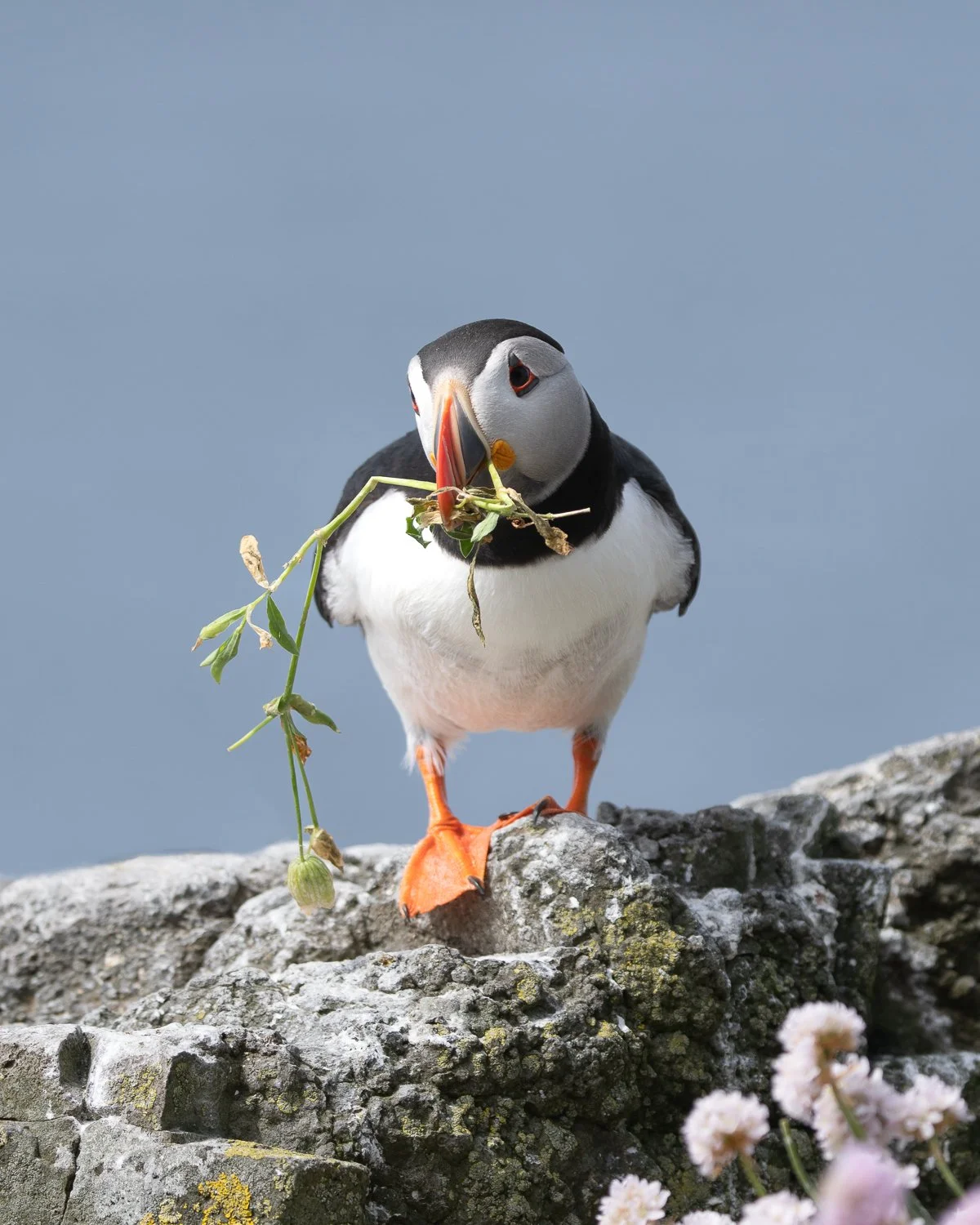 Puffin Lunga.jpg