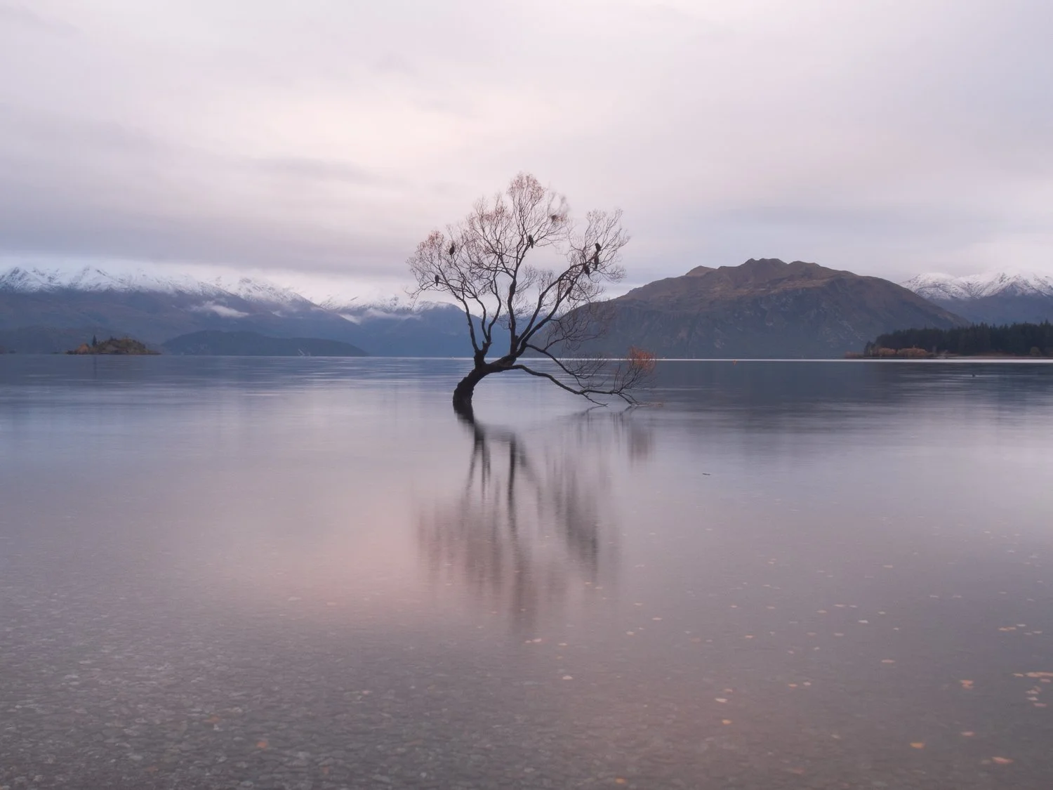 Lone Wanaka tree reflected in the lake.