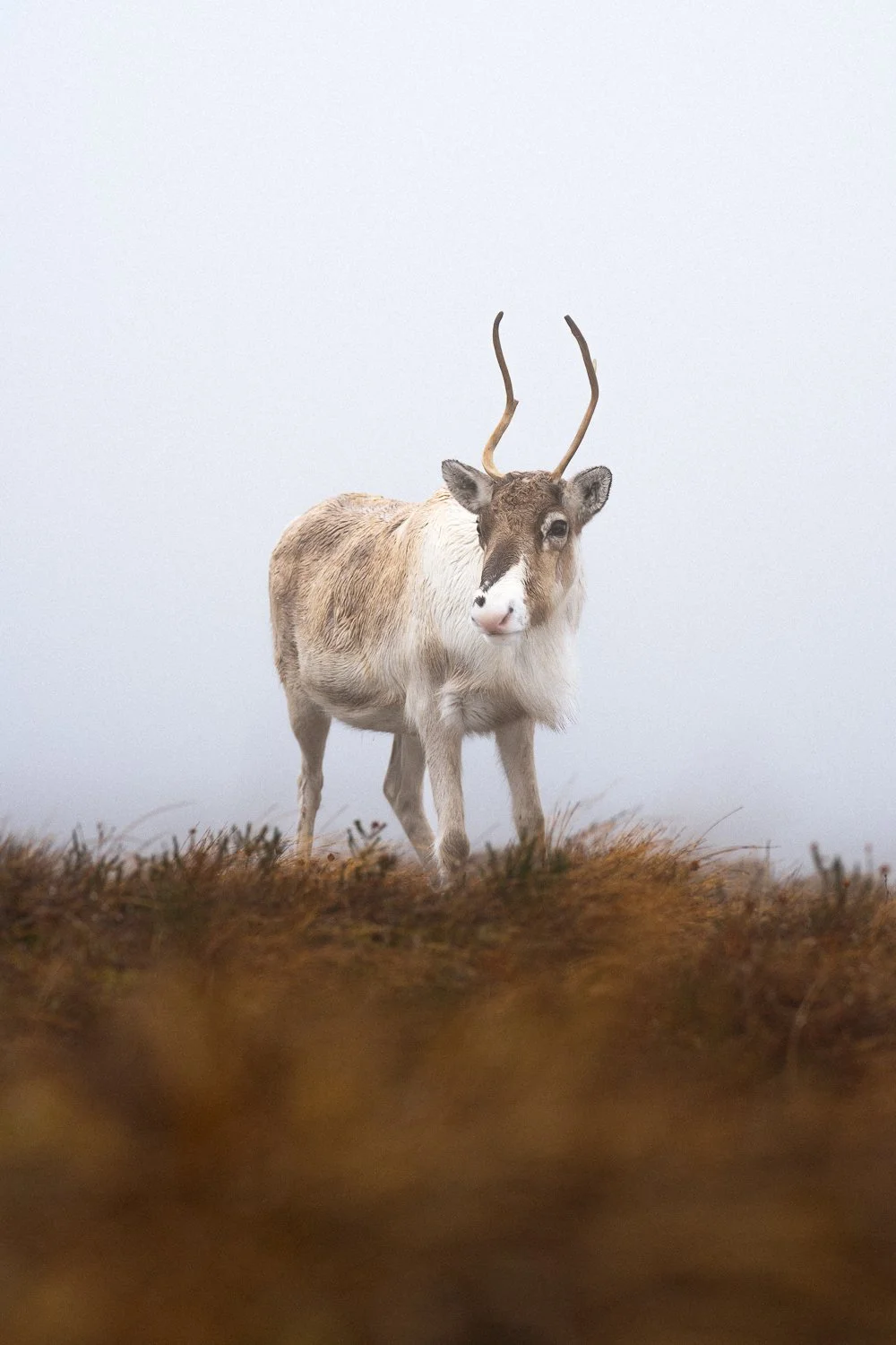 Reindeer Cairngorms.jpg