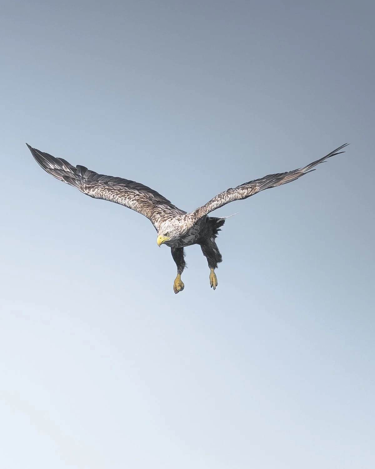 Sea Eagle captured in flight.
