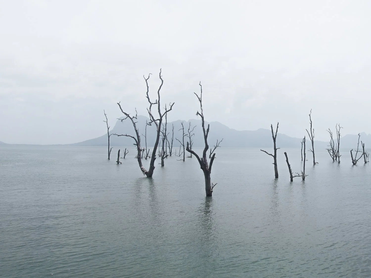 A surreal view of flooded trees.
