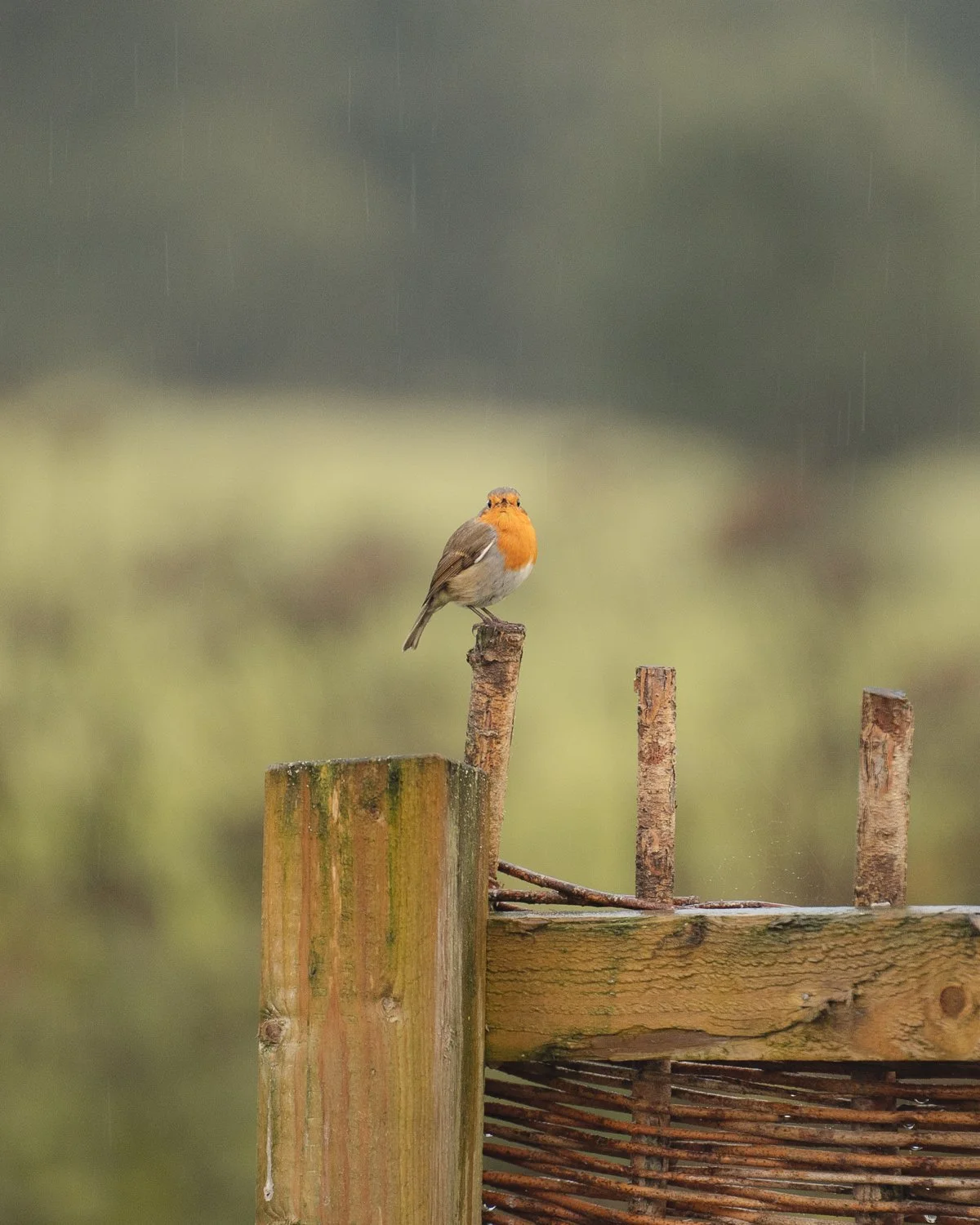 Lapwing hut 20.jpg