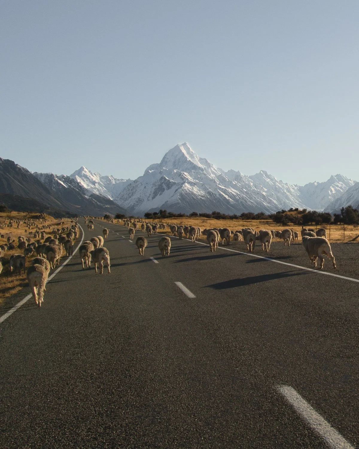 Rush hour on the way to Aoraki campsite.