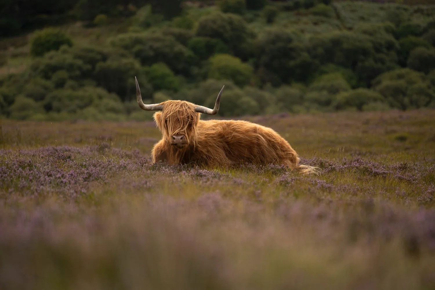 Highland Cow lying in the field with heather.