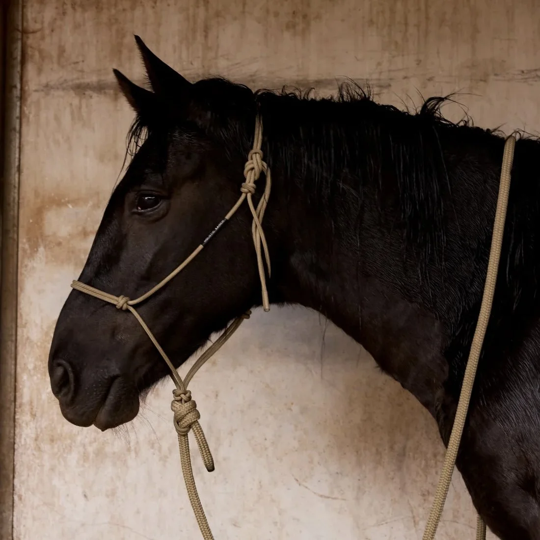 Gold  Rope Halter and Lead