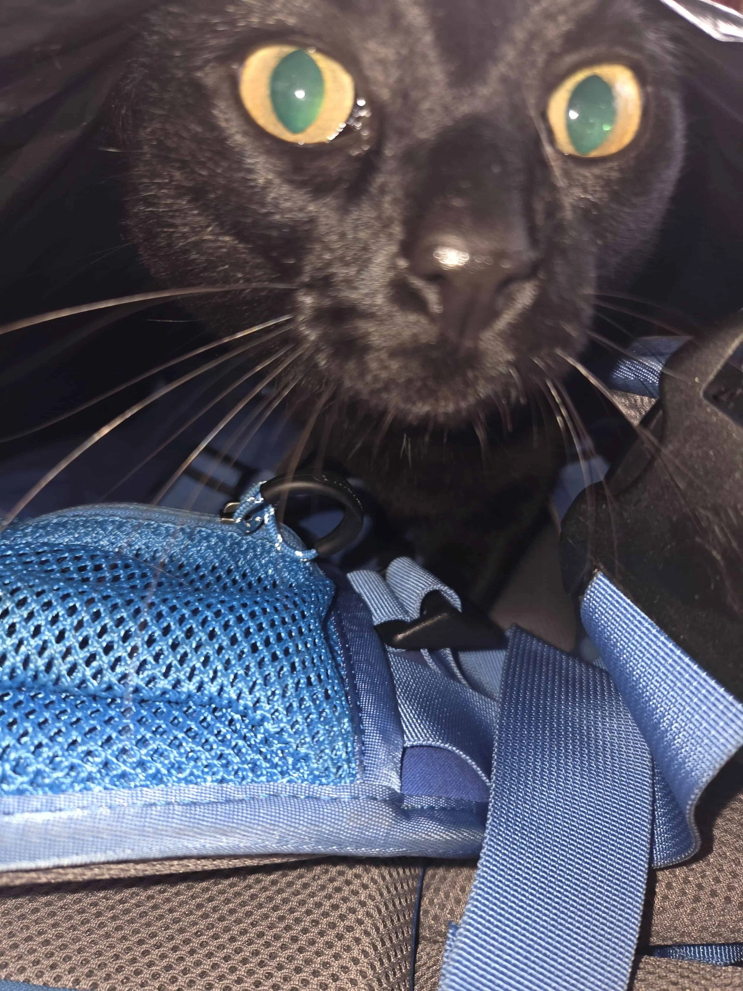 2. cats wellbeing.jpg