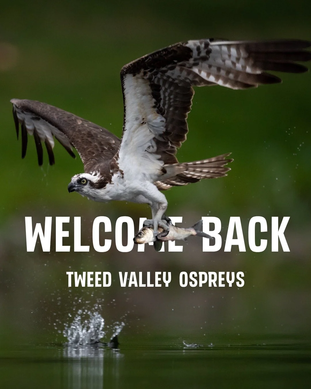 Our first osprey of the season has returned from wintering in Africa.  Thanks to Tweed Valley Osprey Project for sharing the news that 'Mrs O', who has been breeding in the Tweed Valley for at least a decade, is back on the nest.  Last year she was i