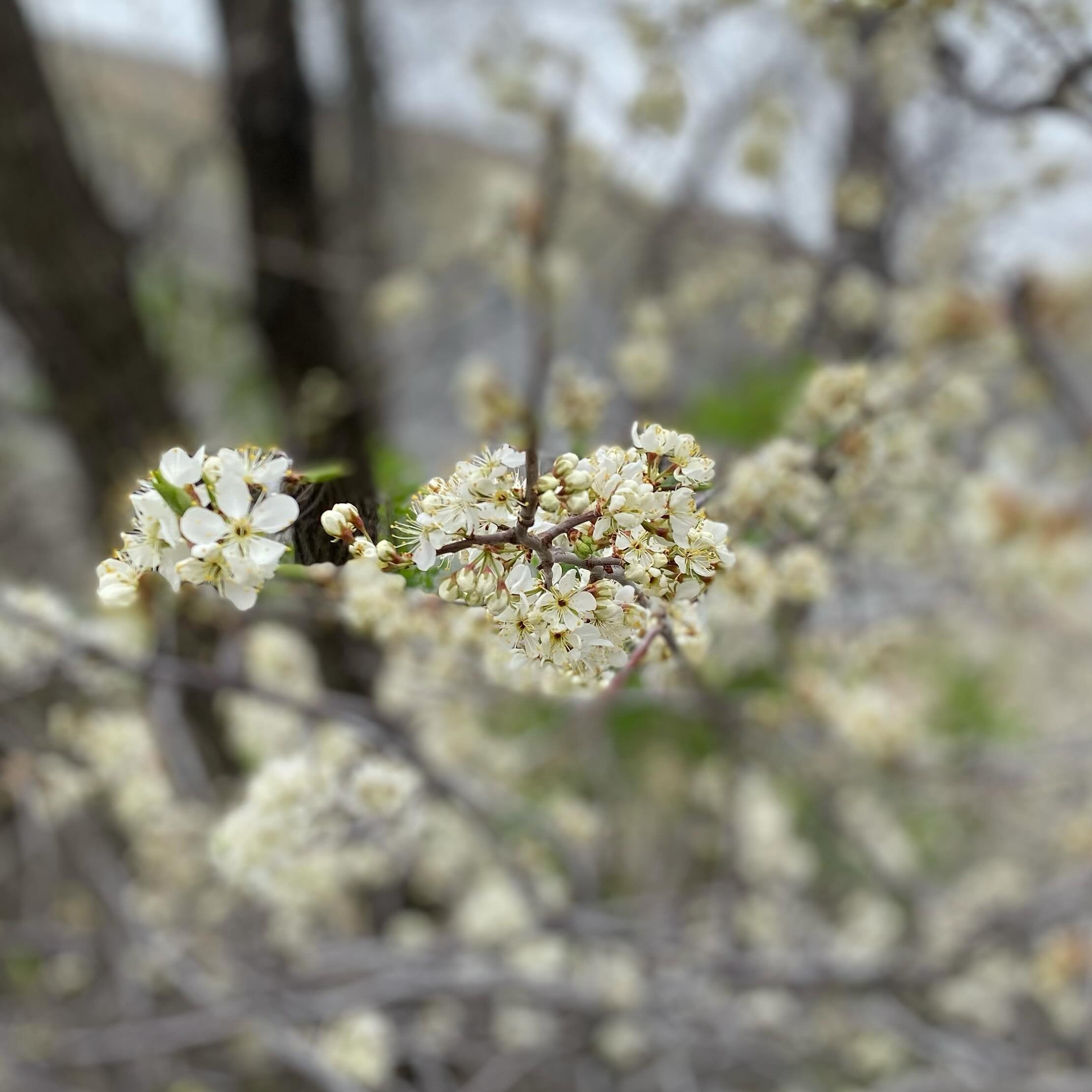 Blossoms before leaves 
The tease of springtime beckons
Breeze makes petals dance

#nationalpoetrymonth #haikuaday #haiku #fivesevenfive #nature #time #fortbentonlibrary #fortbentonmontana #fortbenton #chouteaucounty #montana