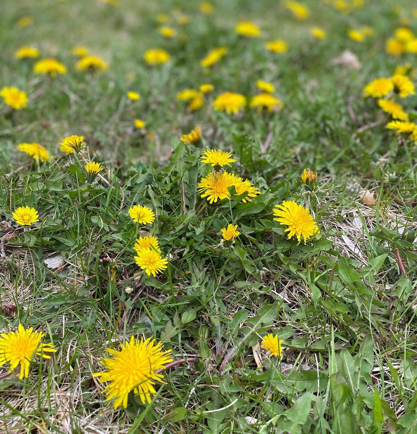 ~Mellow Monday~

#mellowmonday #dandelions #flowers #spring #yellow #ediblenature #fortbentonlibrary #fortbentonmontana #fortbenton #chouteaucounty #montana