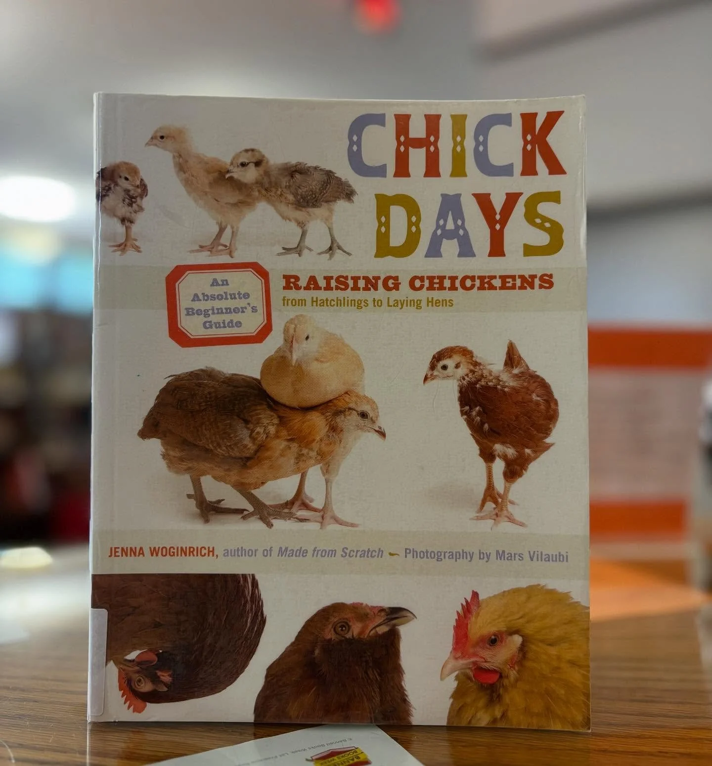 ~Trivia Tuesday~

&bull;Hen: An adult female chicken.
&bull;Rooster: An adult male chicken.
&bull;Pullet: A female chicken under one year old.
&bull;Cockerel: A young rooster under one year old.
&bull;Bantam: A miniature chicken, sometimes called a b