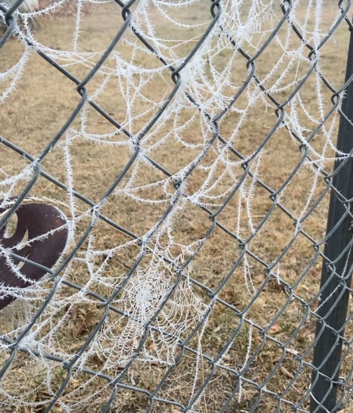 ~Thankful~

Day 14

Thankful for the wonders of nature.

#thankful #gratitude #thanksgiving #november #nature #spiders #spiderwebs #frost #art #artinnature #fortbentonlibrary #fortbentonmontana #fortbenton #chouteaucounty #montana
