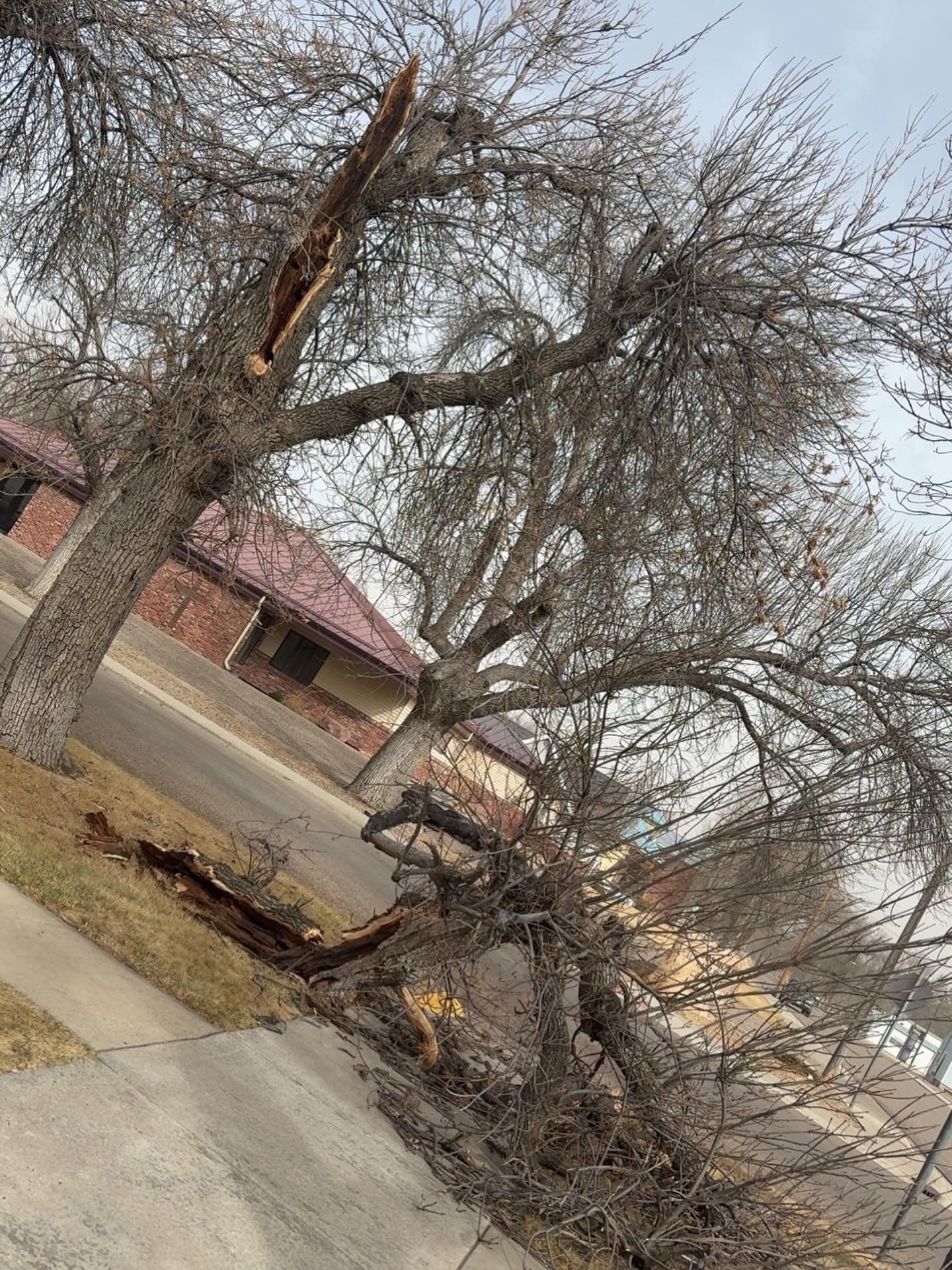 ~Mellow Monday~

What a prize to come to work to. Big thanks to our custodian and to the city crew for getting it all removed by open time this morning.

#mellowmonday #windstorm #fortbentonlibrary #fortbentonmontana #montana