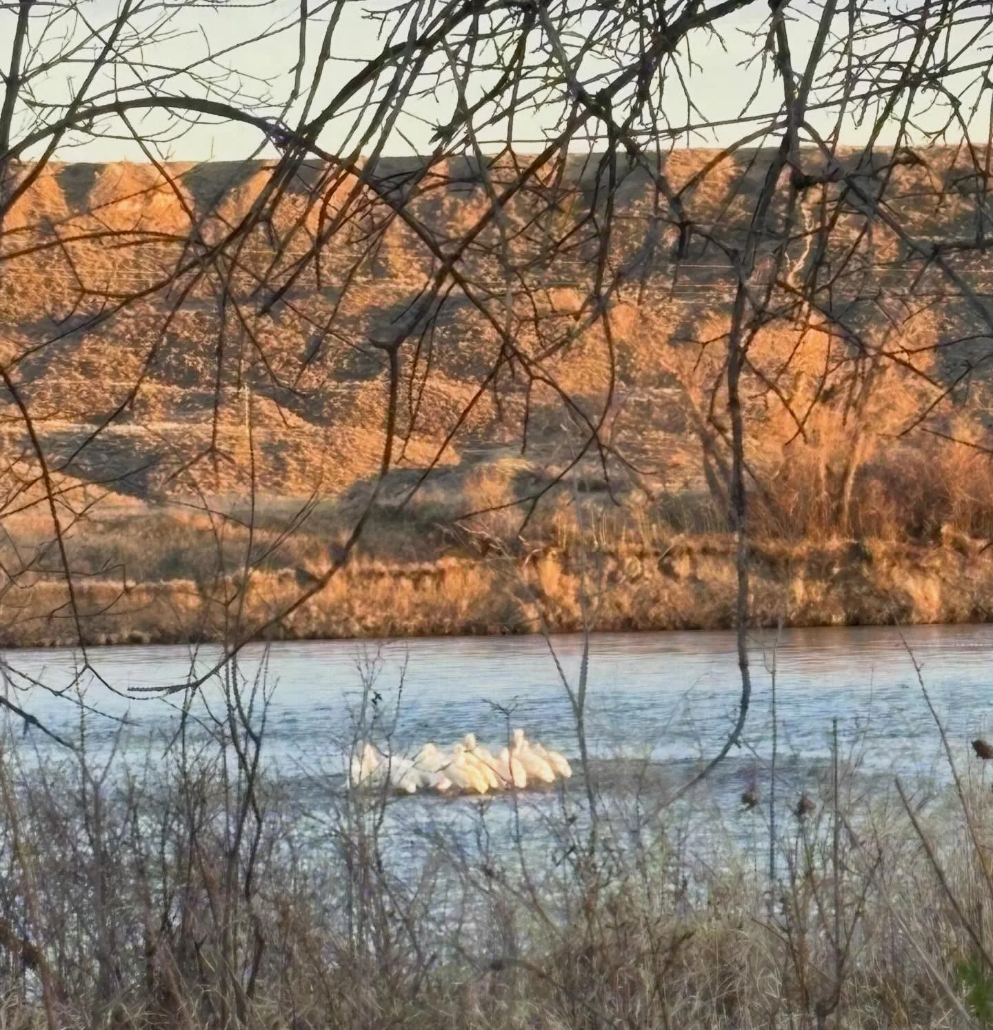 Pelicans peeking
Missouri River relics
Harbingers of Spring

#nationalpoetrymonth #haiku #haikuaday #fortbentonlibrary #fortbentonmontana