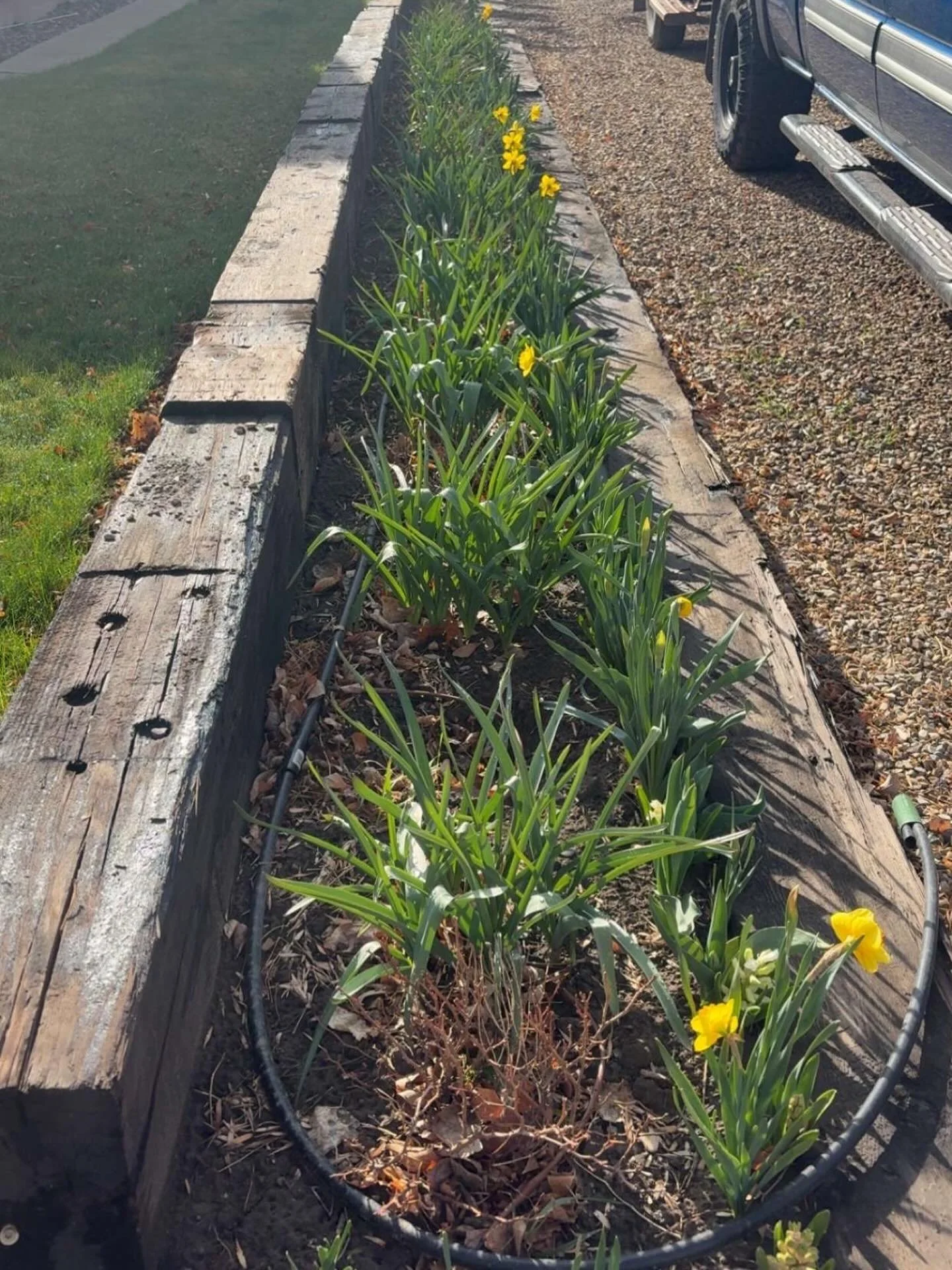 Beautified border
Yellow hints among the green
After shots later

#nationalpoetrymonth #haiku #haikuaday #fortbentonlibrary #fortbentonmontana