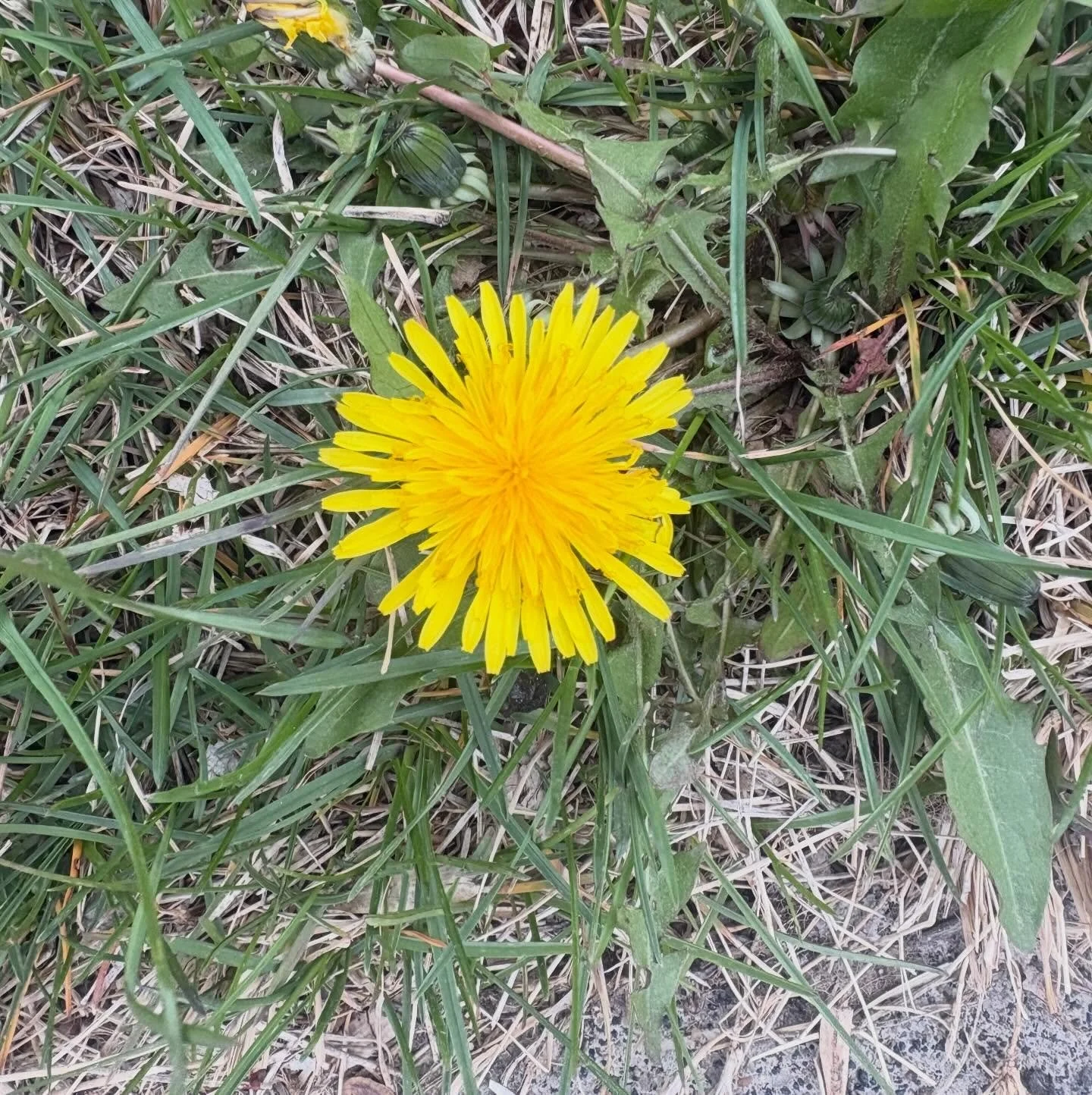 Dandelions pop
Yellow promise of summer
Weeds to some - not me

#nationalpoetrymonth #haiku #haikuaday #fortbentonlibrary #fortbentonmontana