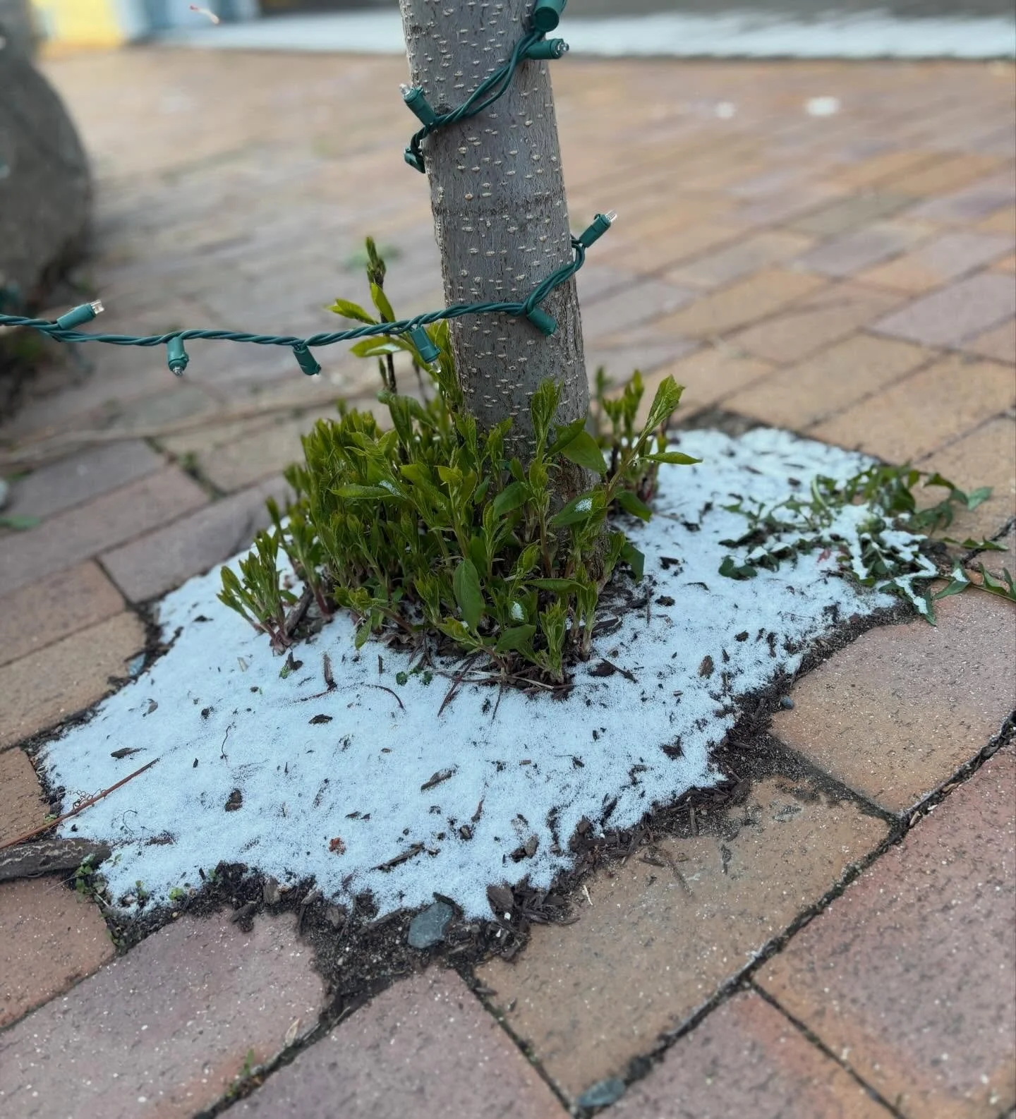 Spring irrigation
New growth covered by light snow
Welcome white on green

#nationalpoetrymonth #haiku #haikuaday #fortbentonlibrary #fortbentonmontana