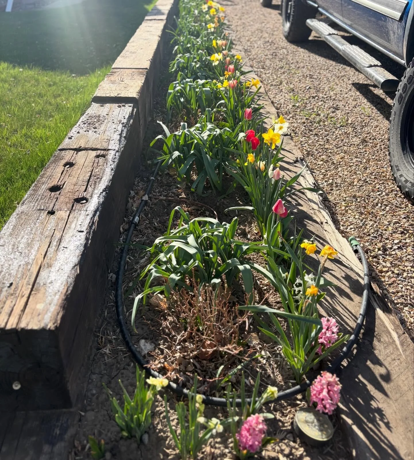 Blooming explosion
Green buds burst into rainbows
Hope striving skyward

#nationalpoetrymonth #haiku #haikuaday #fortbentonlibrary #fortbentonmontana