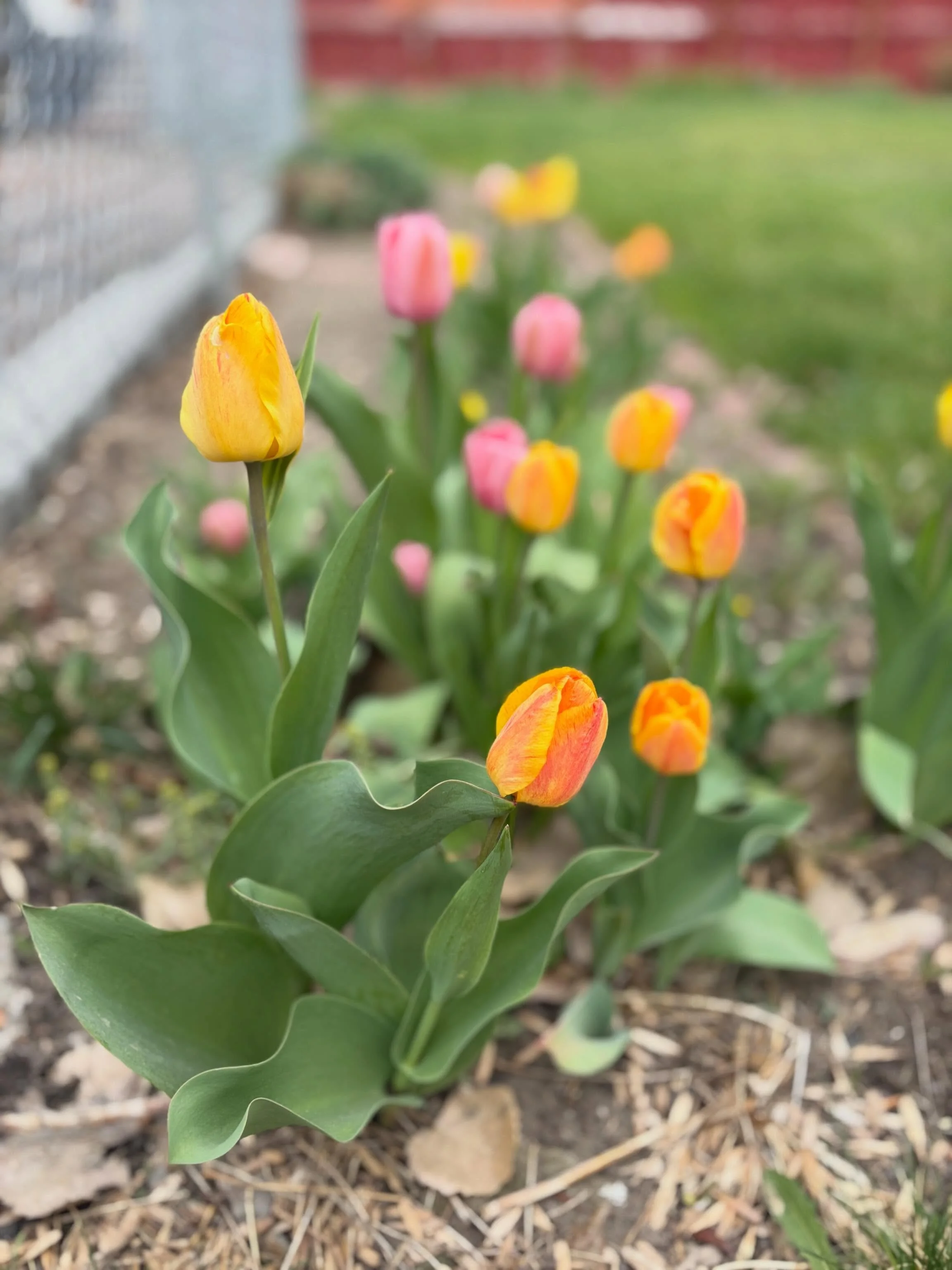 Orange, yellow, pink
Is it springtime or winter
Blooms closed to the cold

#nationalpoetrymonth #haiku #haikuaday #fortbentonlibrary #fortbentonmontana