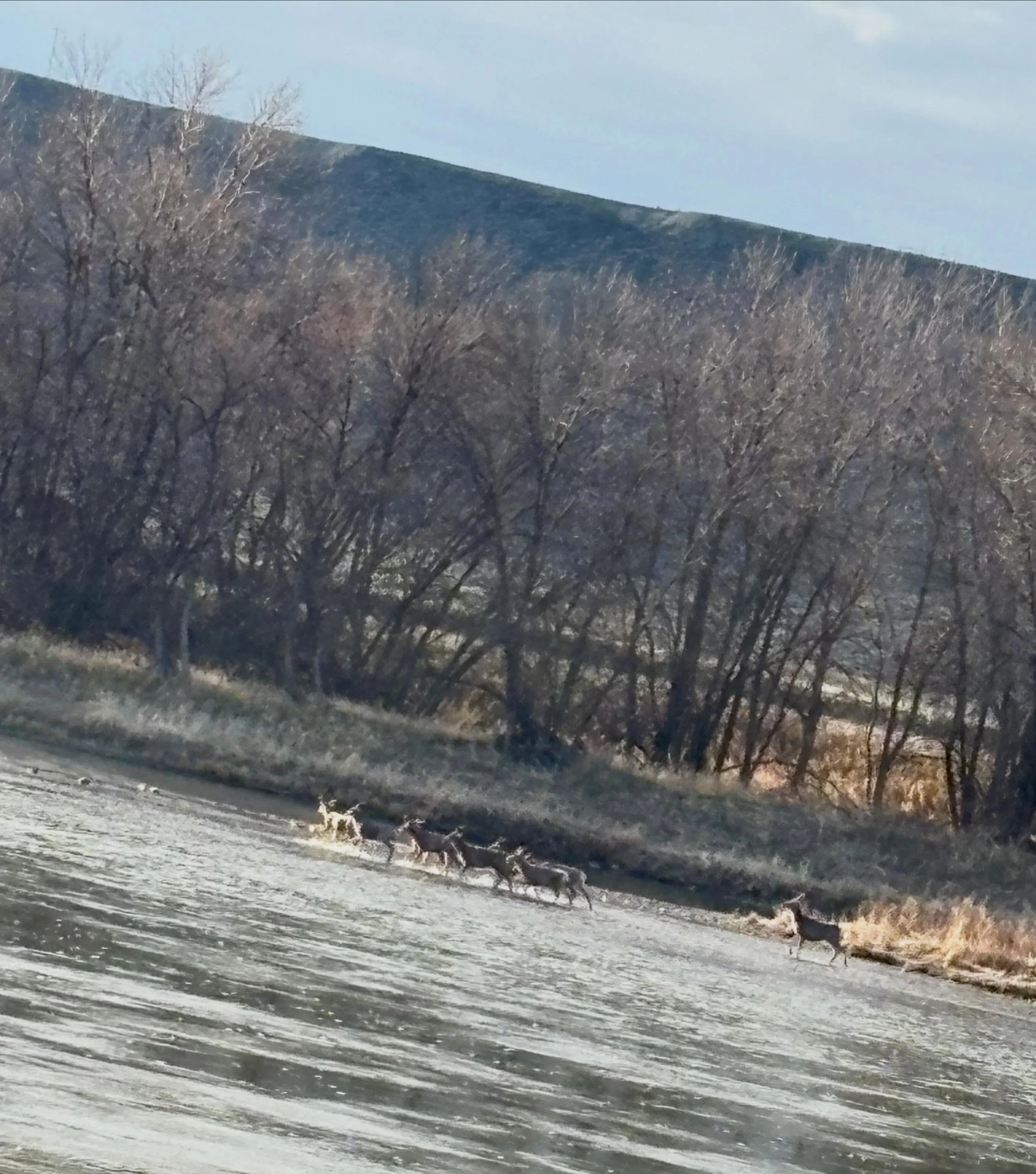 Deer wading hoof deep
Snow pack light, water is low
Fire summer coming

#nationalpoetrymonth #haiku #haikuaday #fortbentonlibrary #fortbentonmontana