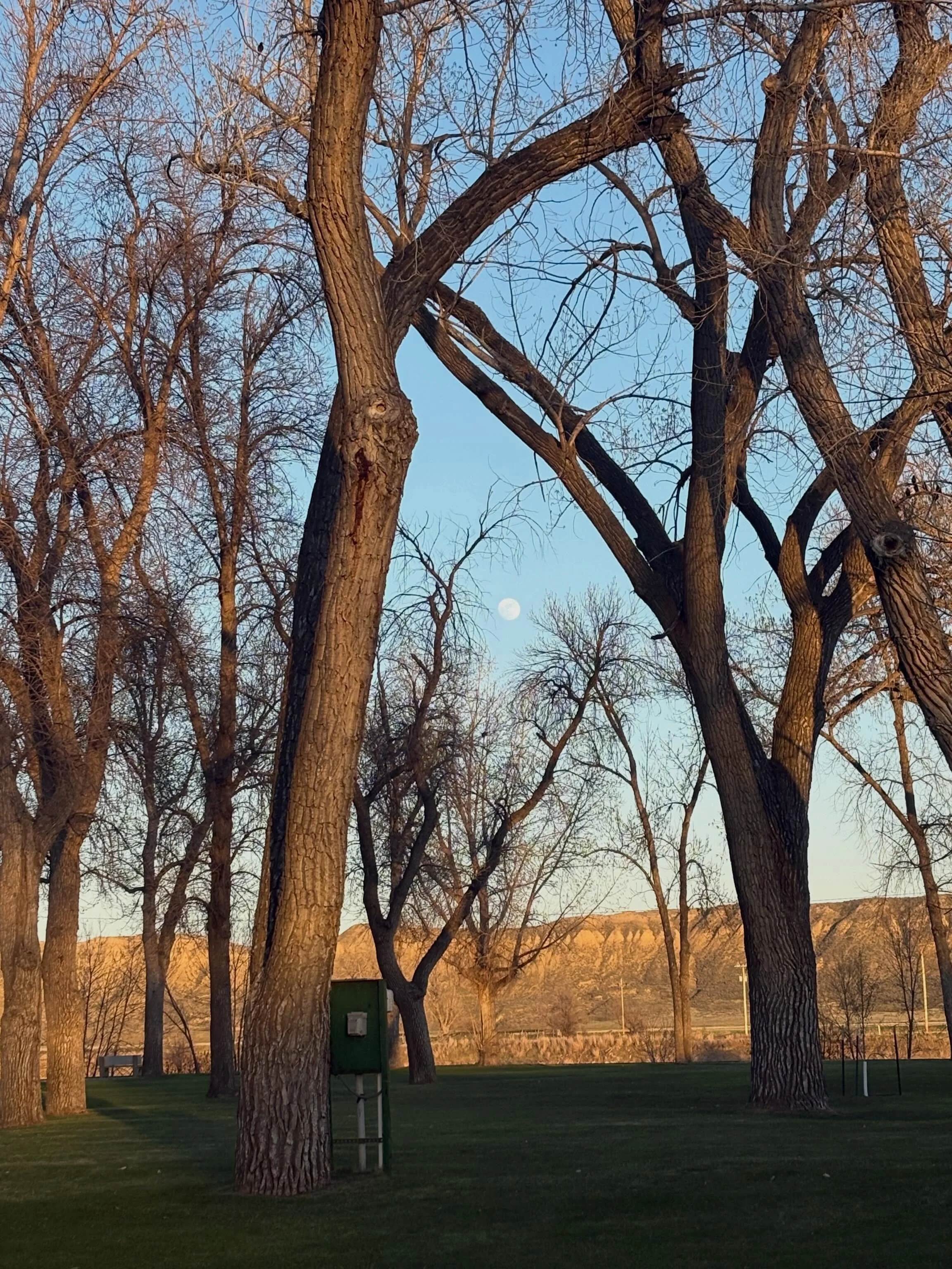 Waxing gibbous glows
Framed by winter bare branches
Fullness two days nigh

#nationalpoetrymonth #haiku #haikuaday #fortbentonlibrary #fortbentonmontana