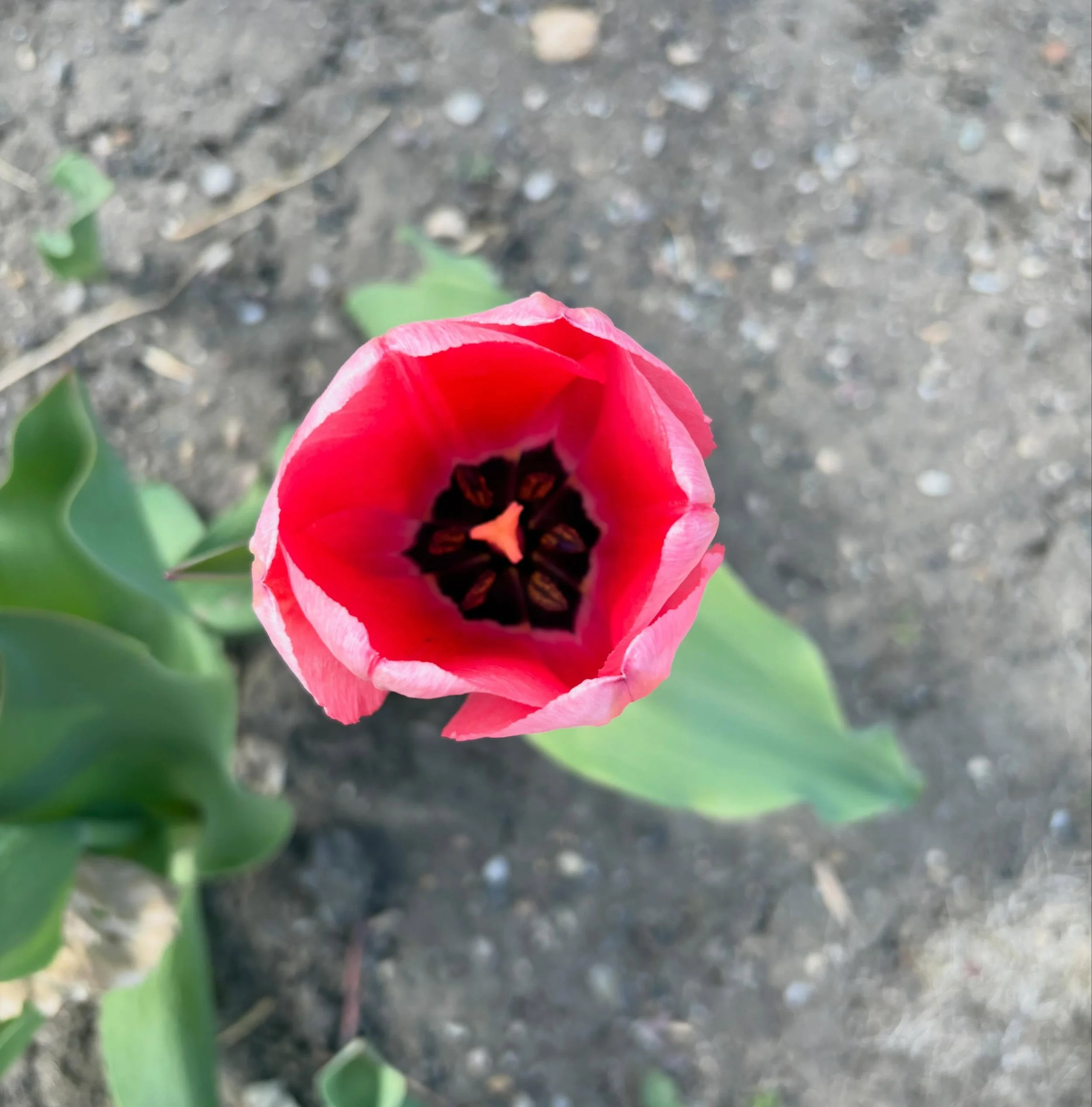 ~Fort Benton Friday~

Tulip season

#fortbentonfriday #fortbentonlibrary #fortbentonmontana #chouteaucounty #montana