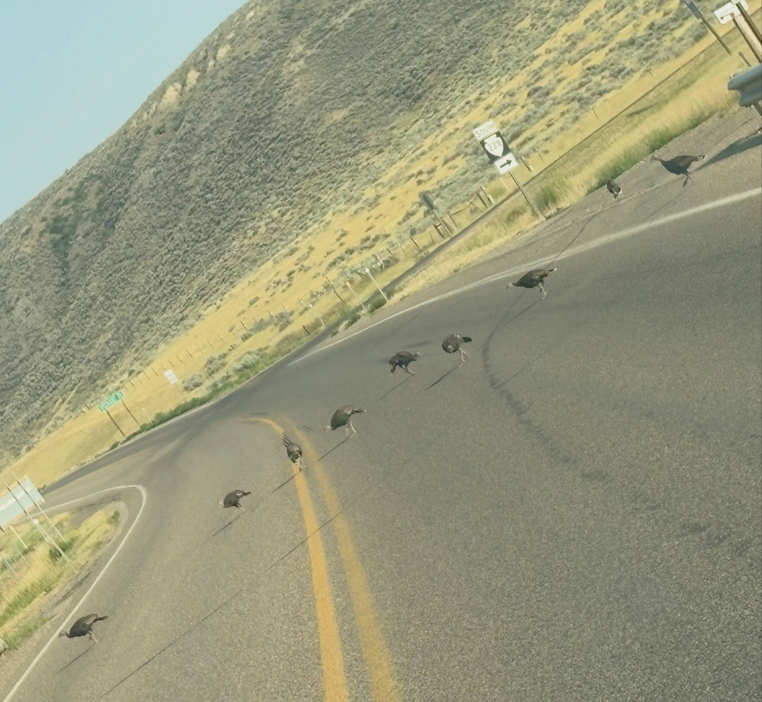 ~Fort Benton Friday~

Have you seen the flock of teen turkeys just across the bridge? Keep your eye out!

#fortbentonfriday #turkeys #fortbentonlibrary #fortbentonmontana #visitfortbenton