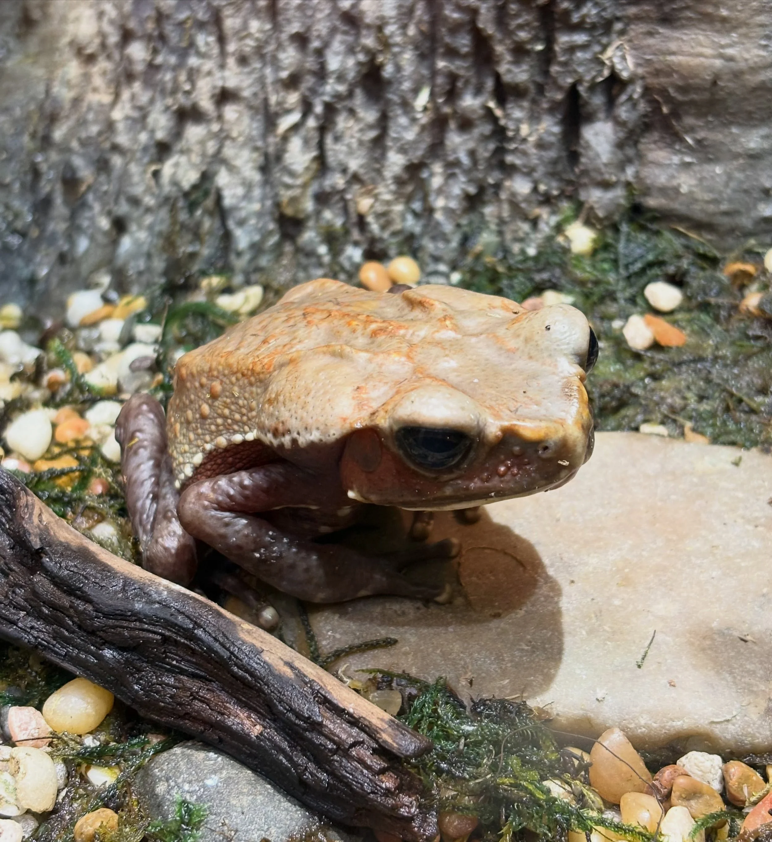 ~Mellow Monday~

#mellowmonday #frogortoad #fortbentonlibrary #fortbentonmontana #museumoftherockies