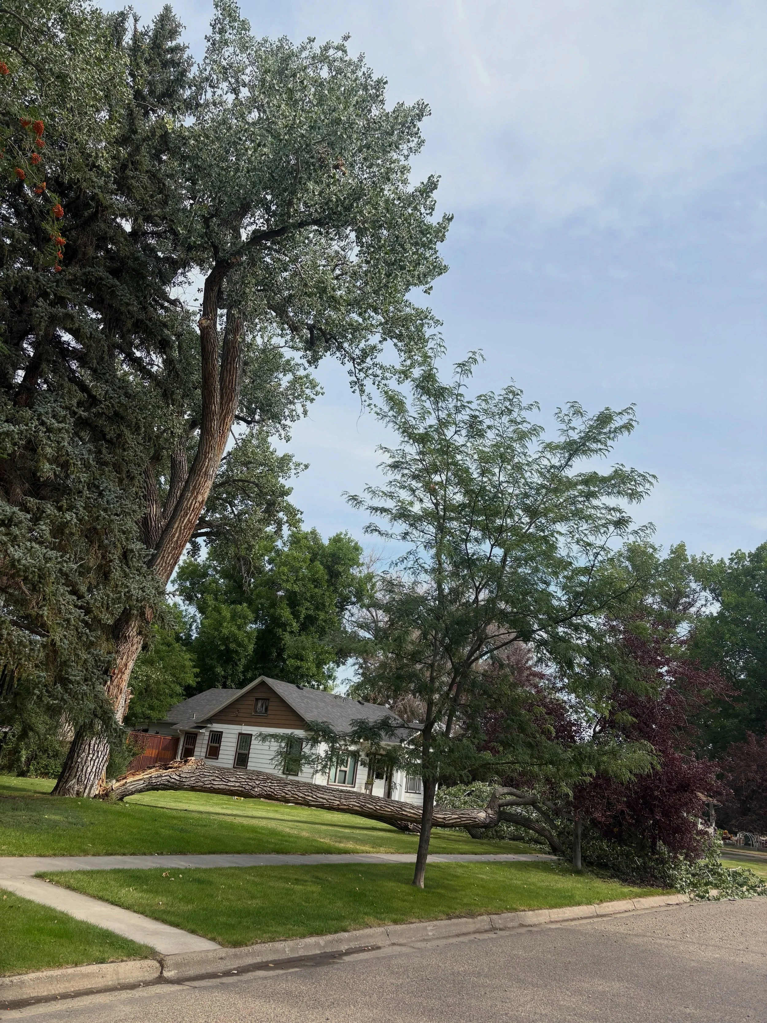 ~Mellow Monday~

When Monday comes calling.

{Free advice: Don&rsquo;t set up your tent under a cottonwood tree.}

#mellowmonday #cottonwoodtree #fortbentonlibrary #fortbentonmontana #montana