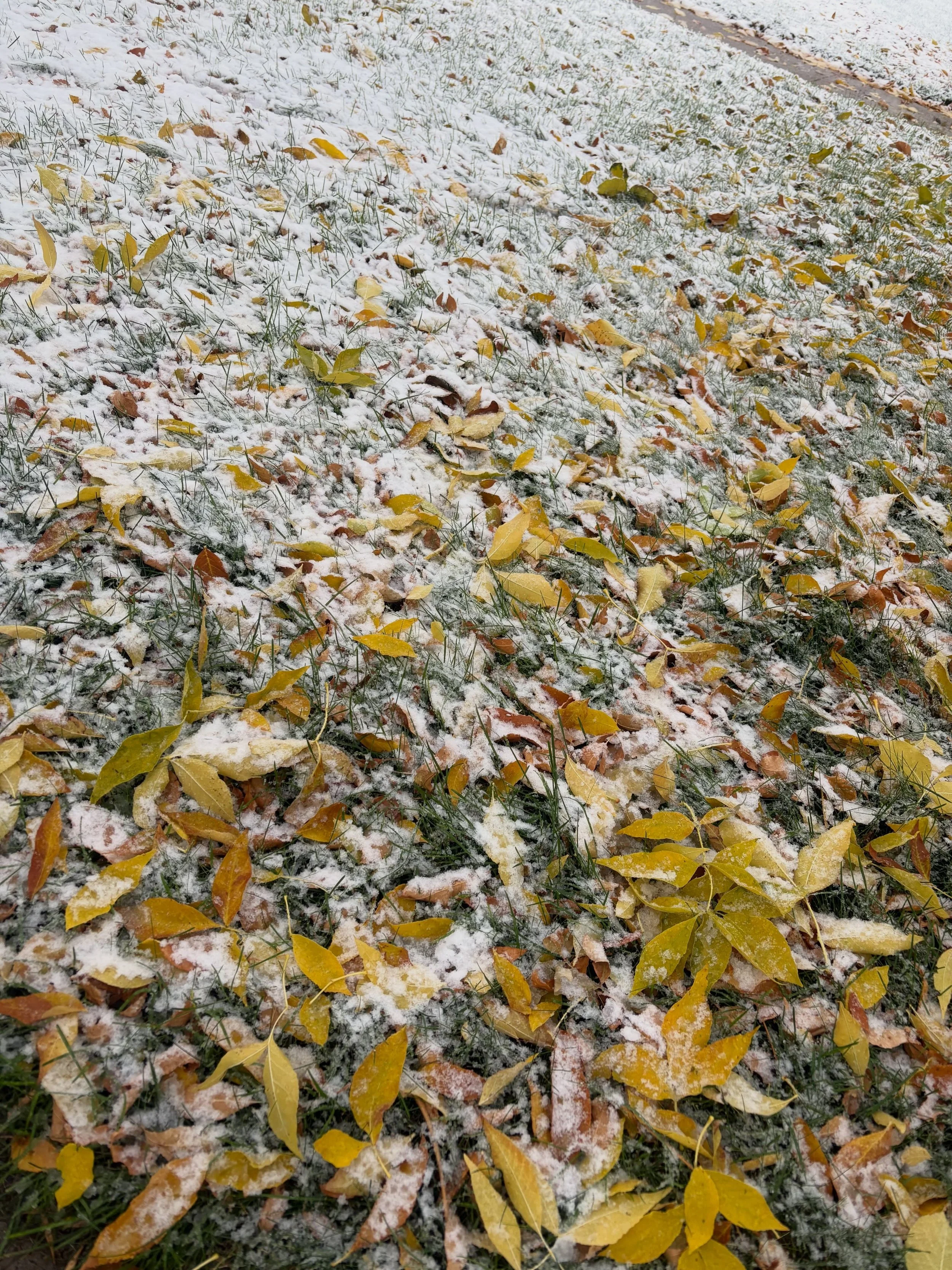 ~Fort Benton Friday~

Green grass - yellow leaves - snow

Autumn in the Fort.

#fortbentonfriday #fortbentonlibrary #fortbentonmontana #visitfortbenton #montana