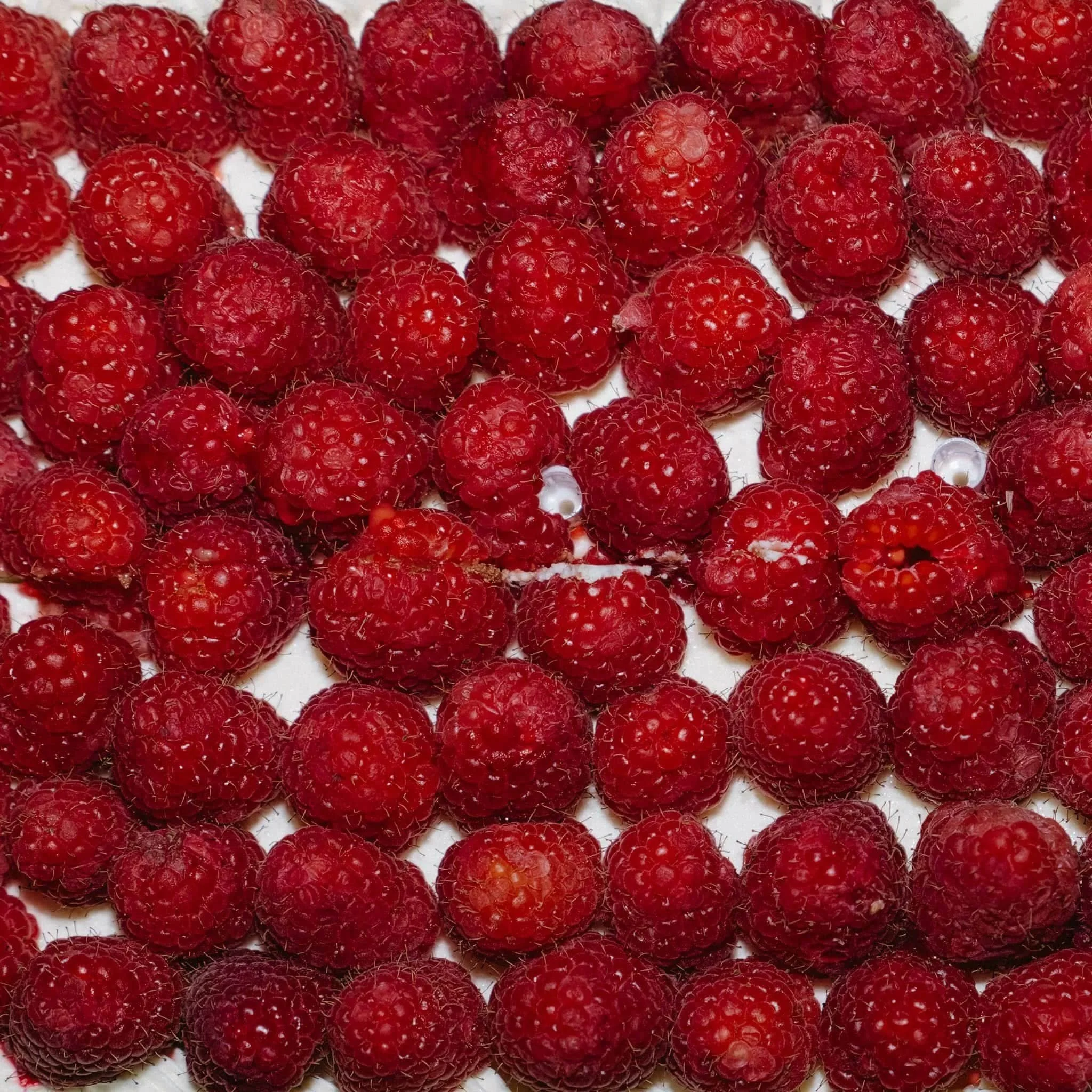 DSCF4229-RAF_DxO_DeepPRIME_websize_compressed_compressed.jpg