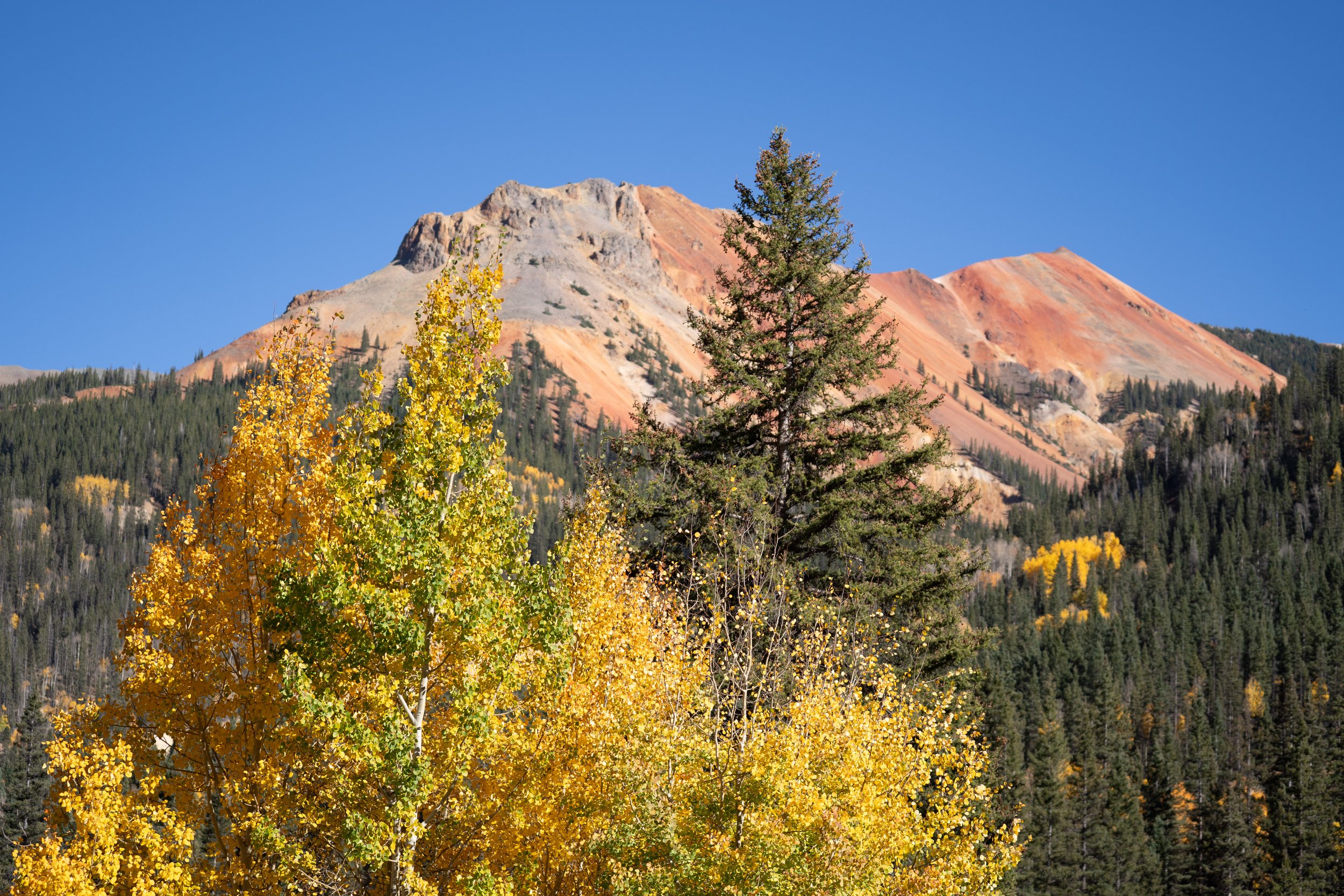 A red-colored mountain rises above golden aspen trees in Colorado.