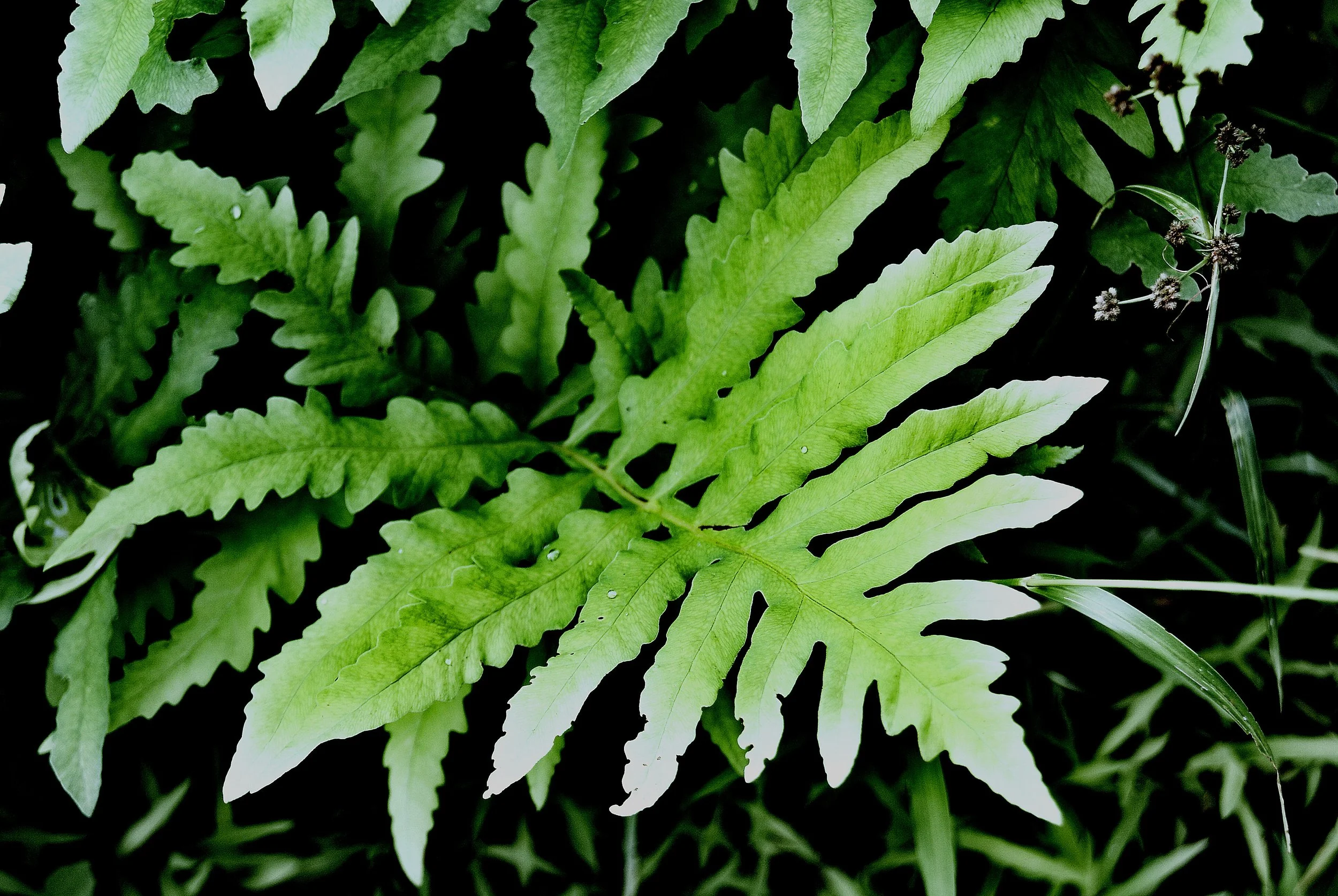Ferns-HannahGruber.jpg