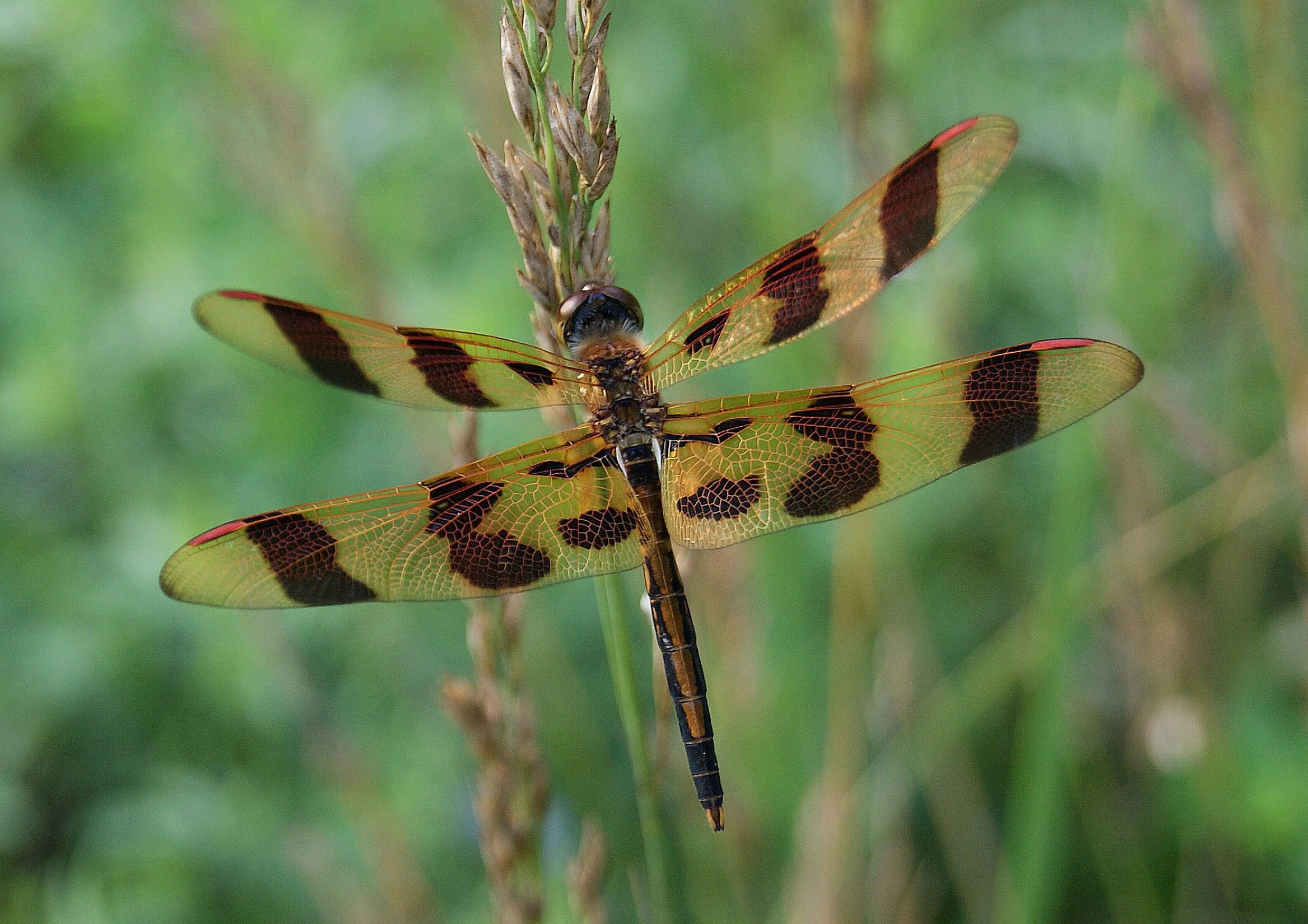 Dragonfly-HannahGruber.jpg