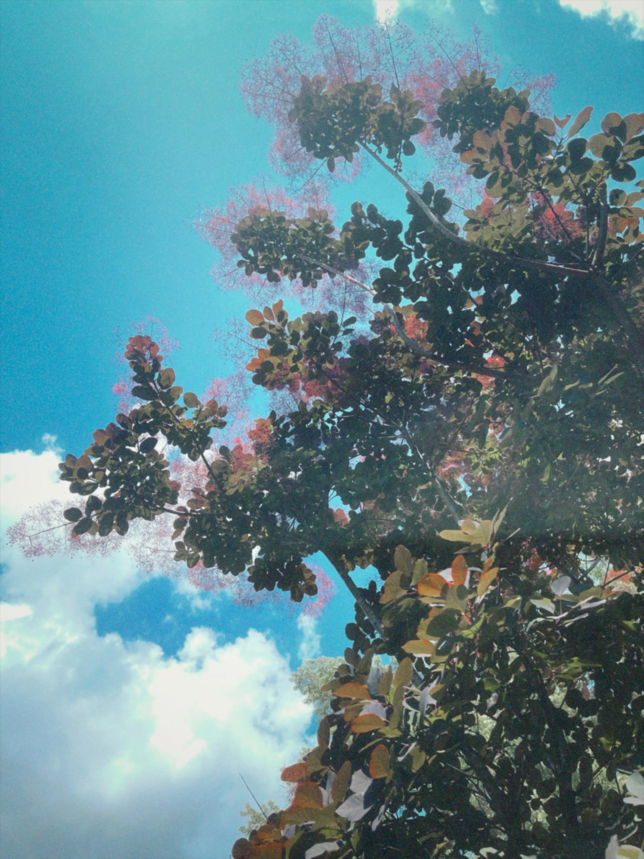 My smoke trees 🌳 
#smoketree #nature #summer #ohio