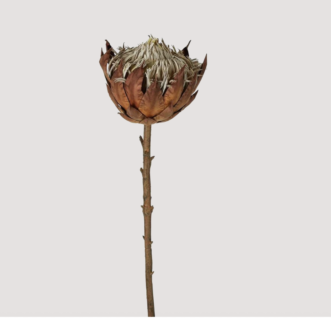 Dried Look Protea Stem - Brown