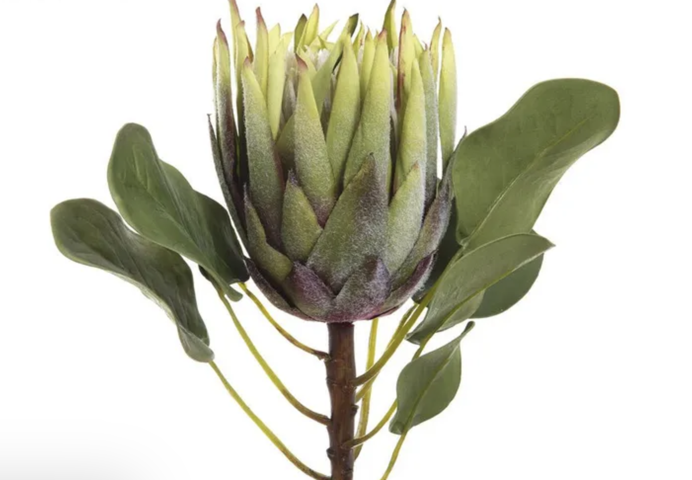Faux King Protea