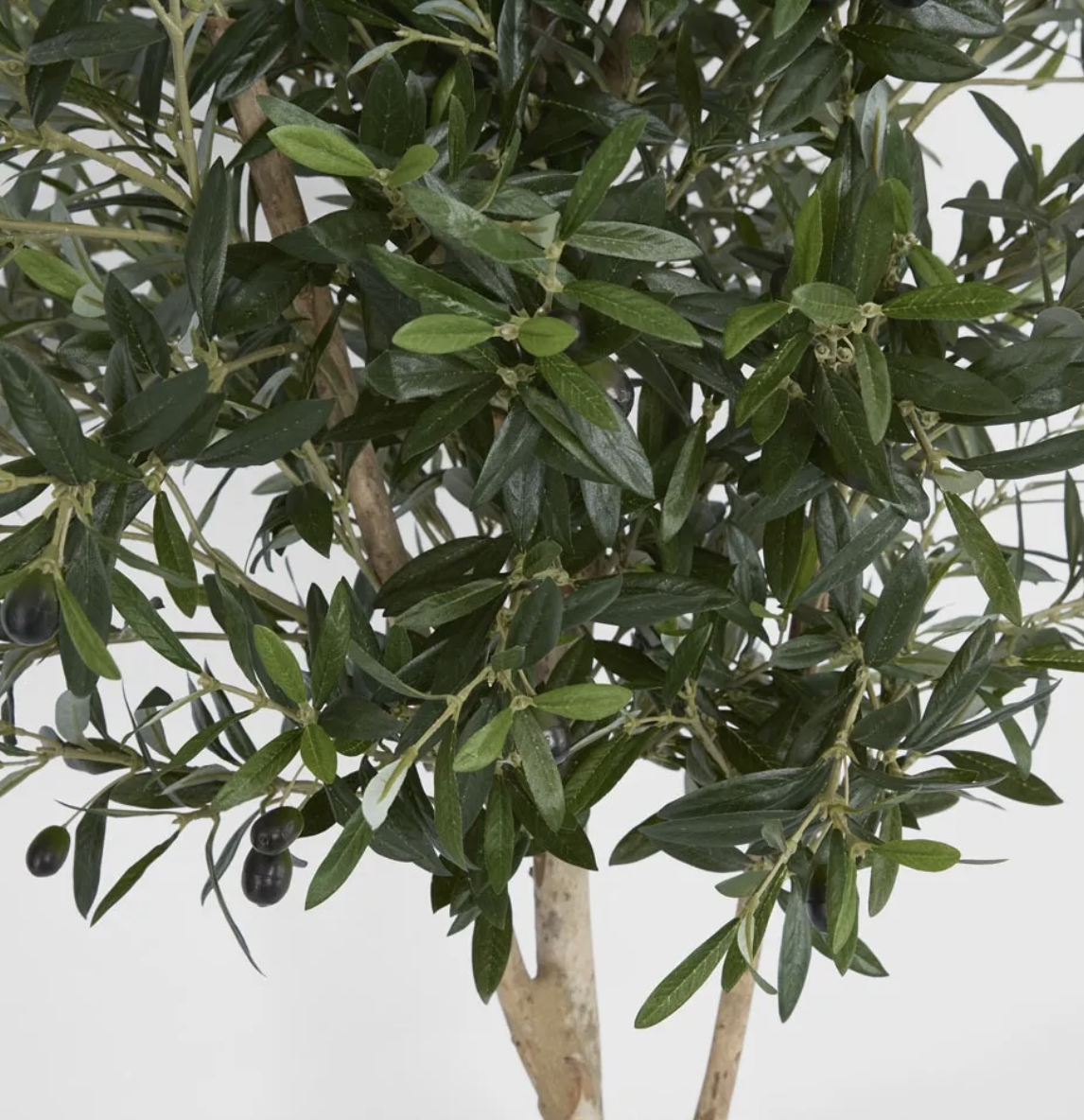 Screenshot 2026-02-26 at 11.39.03 am.png