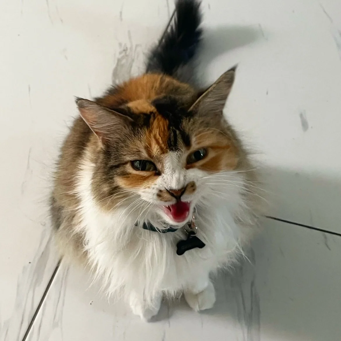 I think Kimmie invented cattitude, but you tell me.